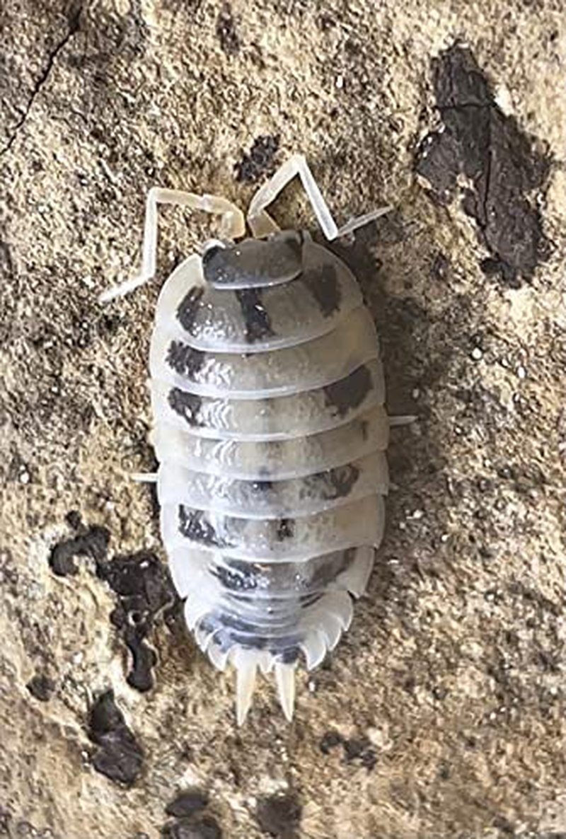 Bugzybugs Dairy Cow Porcellio Laevis Isopods Live Roly Poly Cleanup Crew Reptile Food 12 Count Animals & Pet Supplies > Pet Supplies > Reptile & Amphibian Supplies > Reptile & Amphibian Food Bugzybugs   