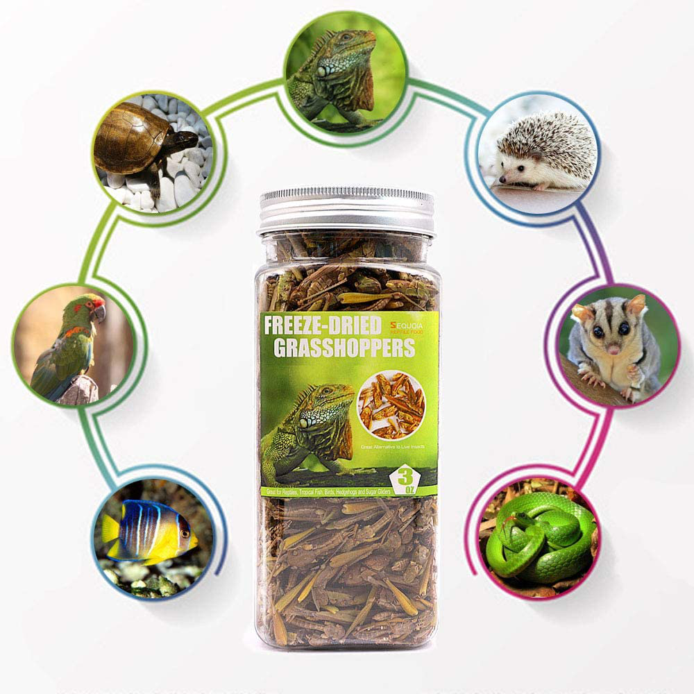 Sequoia Freeze Dried Grasshopper Reptile Food for Turtles, Bearded Dragon, Hedgehog,Lizard, Chameleon, Birds Animals & Pet Supplies > Pet Supplies > Reptile & Amphibian Supplies > Reptile & Amphibian Food Sequoia   