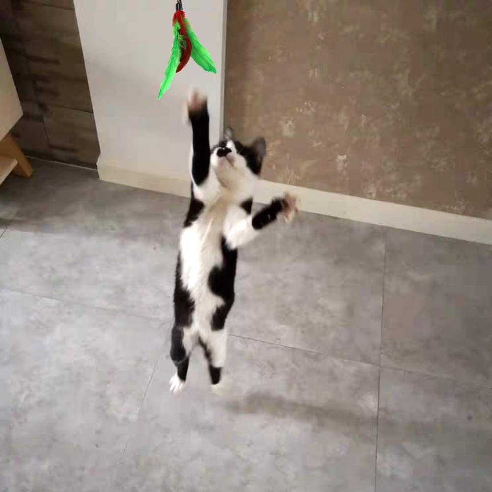 MeoHui Interactive Cat Toys - Retractable Wand Toy Algeria