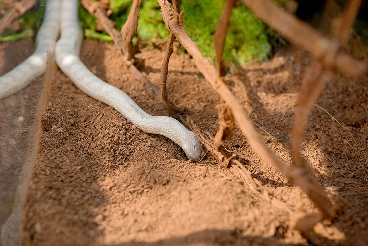 Galapagos 05010 Tropicoco Coconut Soil Bedding, 8-Quart, Natural Animals & Pet Supplies > Pet Supplies > Reptile & Amphibian Supplies > Reptile & Amphibian Substrates Galapagos   