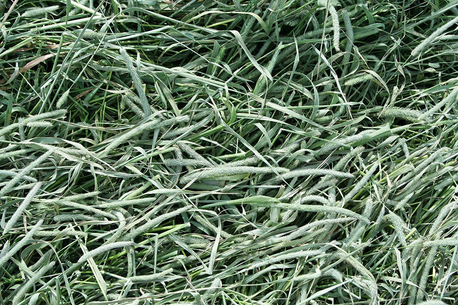 Standlee Hay Company Premium Timothy Grass Hand-Selected Forage, 25 Lb Box