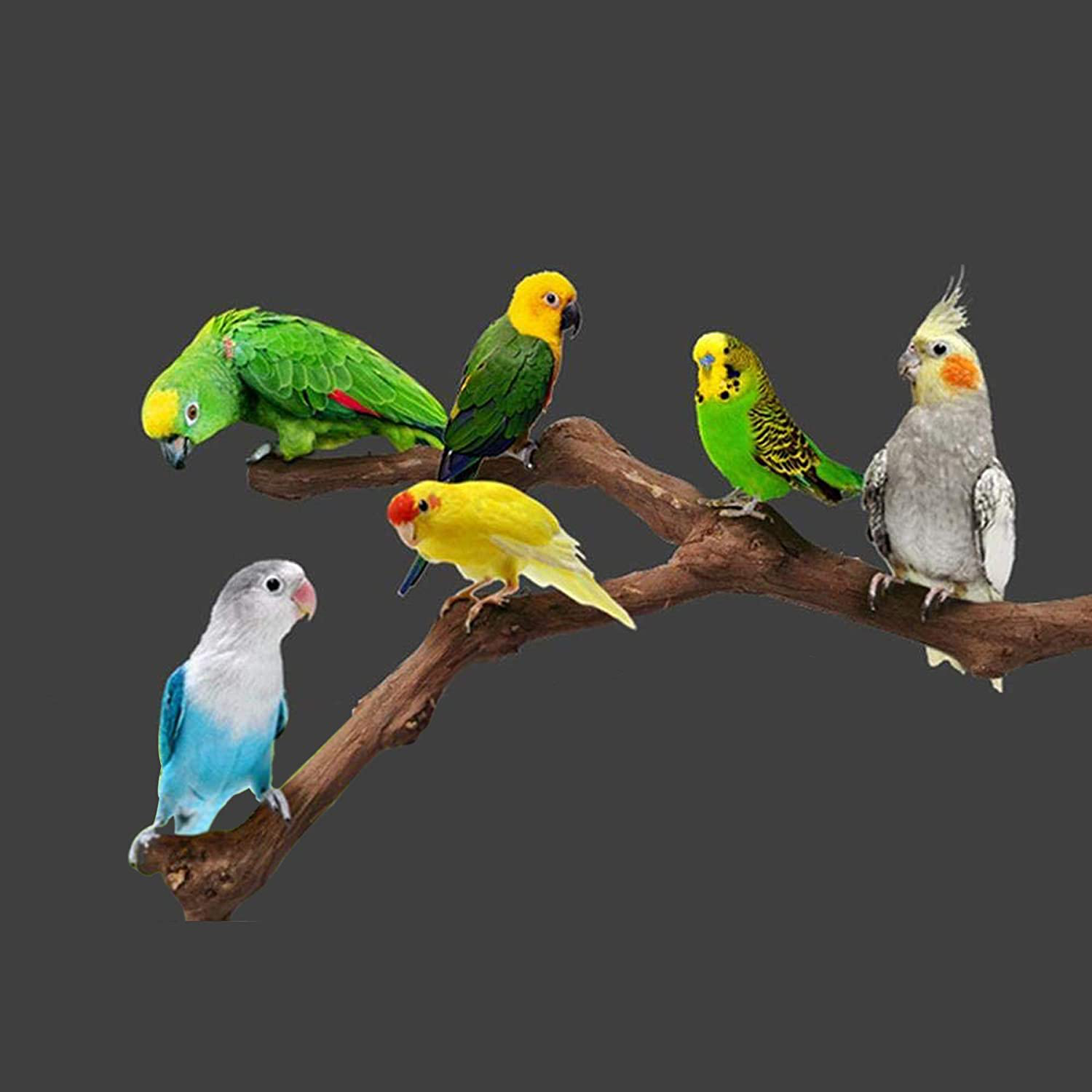 Seasonsky 5 PCS Bird Perch Natural Grape Stick Bird Standing Stick Swing Chewing Bird Toys Natural Grapevine Bird Cage Perch for Parrot Cages Toy for Cockatiels, Parakeets, Finches Animals & Pet Supplies > Pet Supplies > Bird Supplies > Bird Toys Seasonsky   