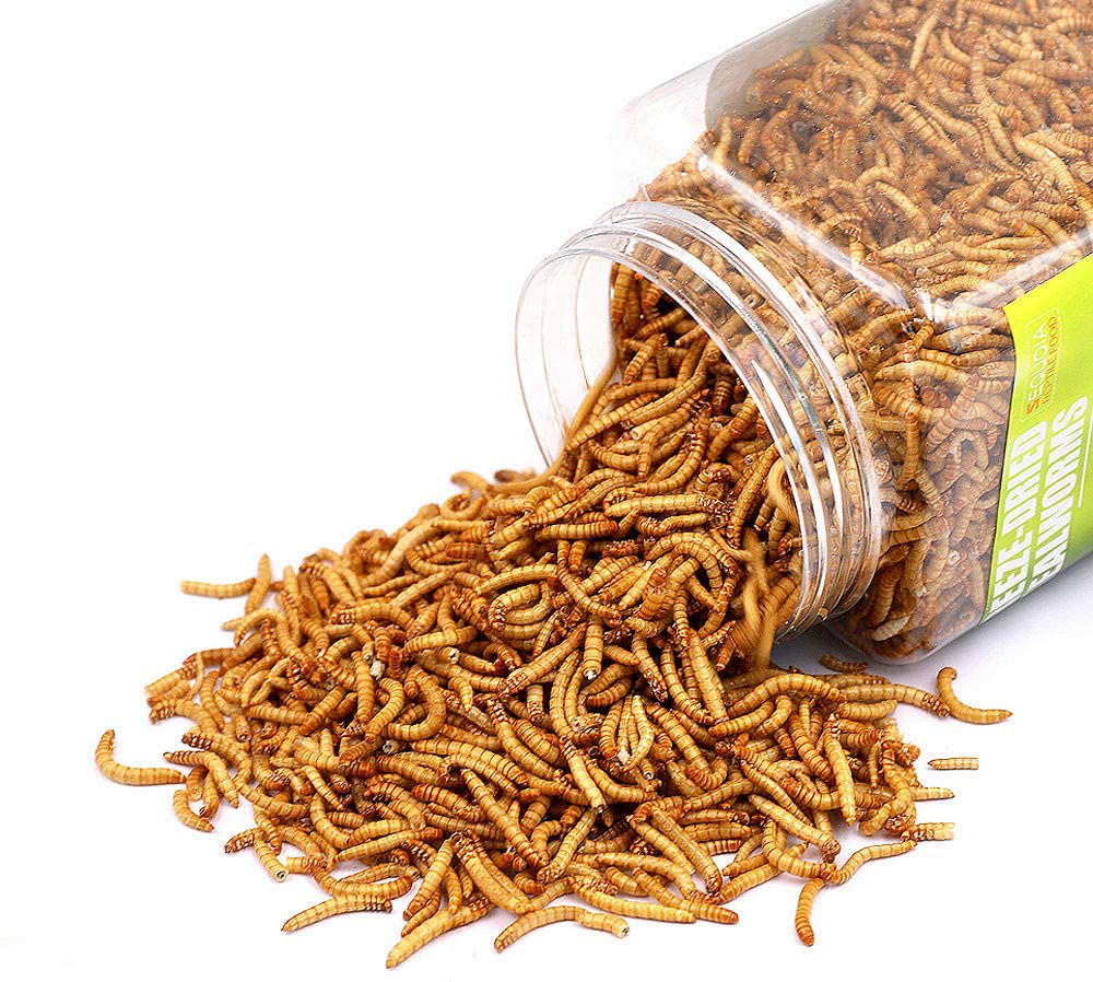 Reptile Food Freeze Dried Mealworms Pet Worms Food for Bearded Dragon, Lizard, Turtles, Chameleon, Monitor, Frog, Birds, Fish, Hamsters and Hedgehogs Animals & Pet Supplies > Pet Supplies > Reptile & Amphibian Supplies > Reptile & Amphibian Food Sequoia   