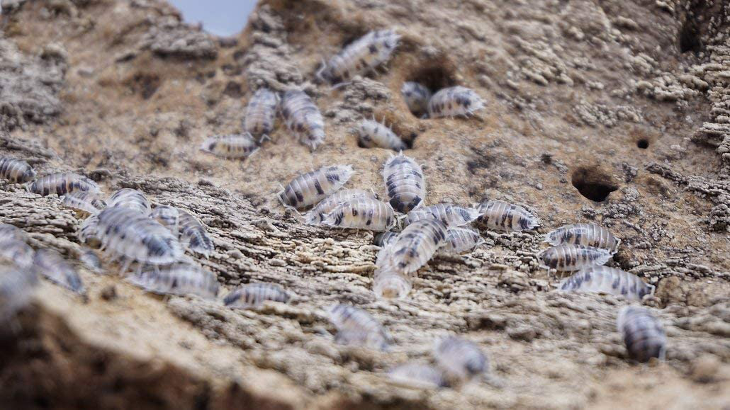 Isopods Dairy Cow Live Porcellio Laevis Roly Poly Cleanup Crew Reptile Food Animals & Pet Supplies > Pet Supplies > Reptile & Amphibian Supplies > Reptile & Amphibian Food BugzyBugs   