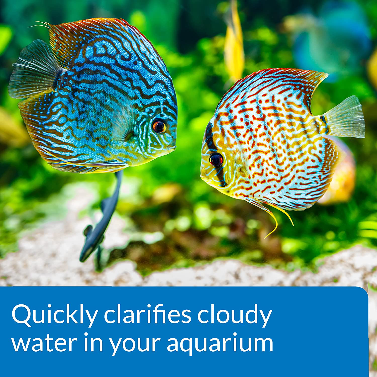 API ACCU-CLEAR Water Clarifier, Clears Cloudy Aquarium Water within Several Hours, Use Weekly and When Cloudy Water Is Observed in Freshwater Aquariums Only Animals & Pet Supplies > Pet Supplies > Fish Supplies > Aquarium Cleaning Supplies API   