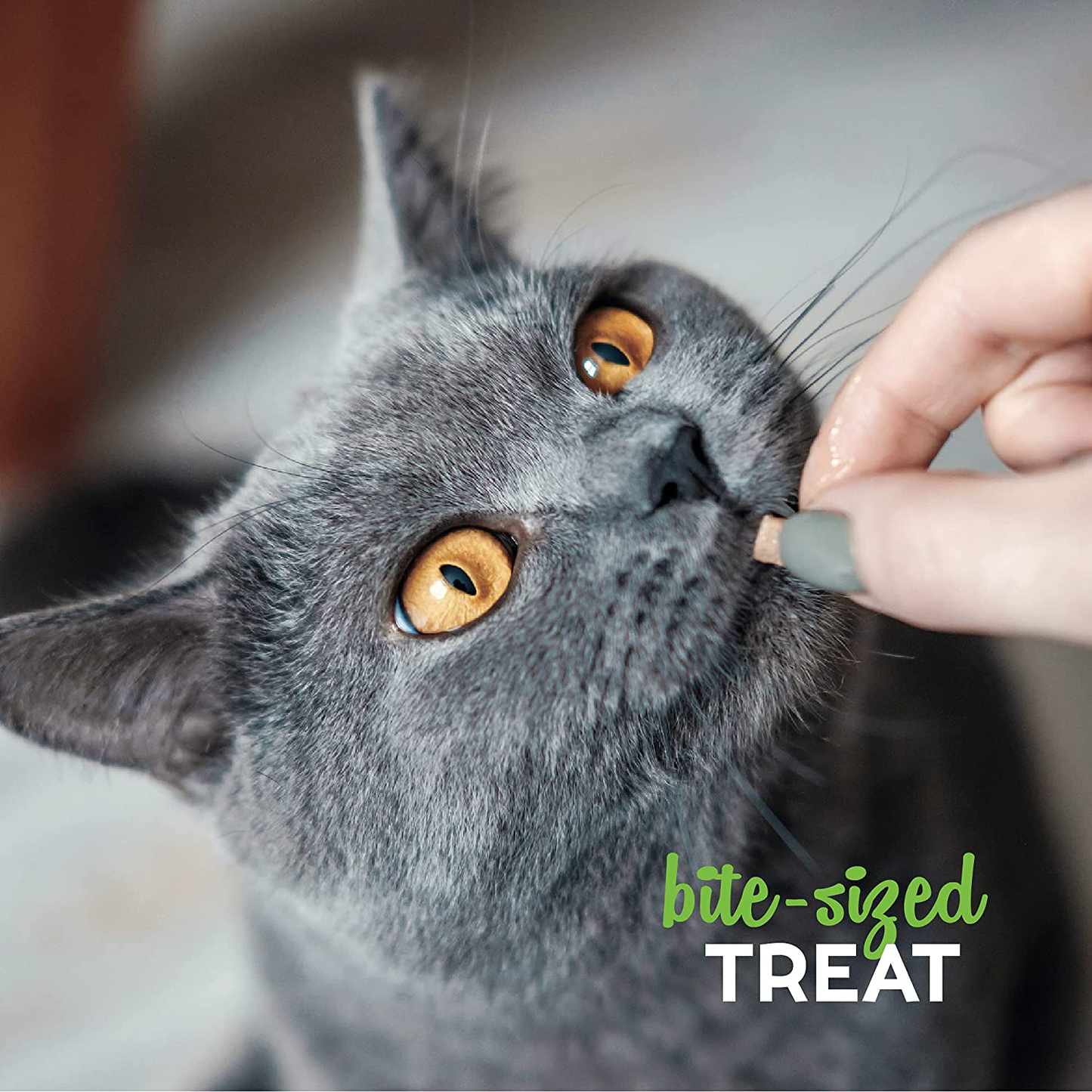 Buddy Biscuits Grain Free Cat Treats, Soft & Chewy, No Added Gluten, Wheat, Corn or Soy Animals & Pet Supplies > Pet Supplies > Cat Supplies > Cat Treats Buddy Biscuits   