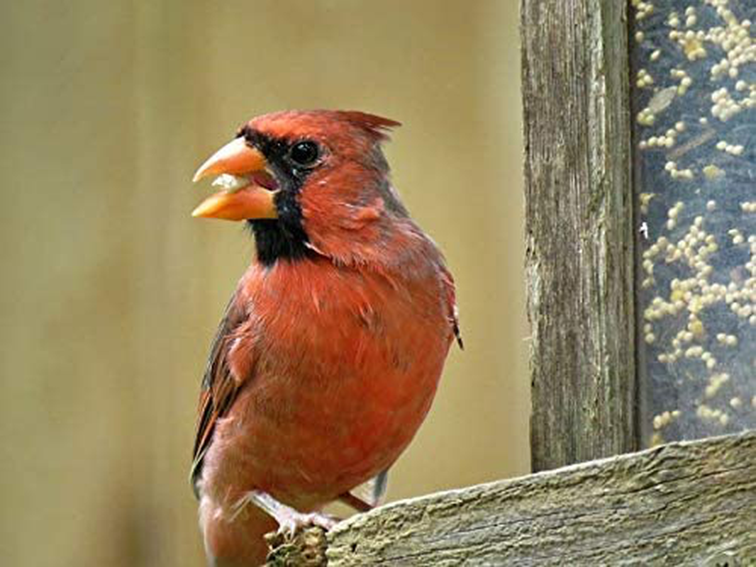 Countrymax Songbird Wild Bird Seed 50 Pounds Animals & Pet Supplies > Pet Supplies > Bird Supplies > Bird Food CountryMax   