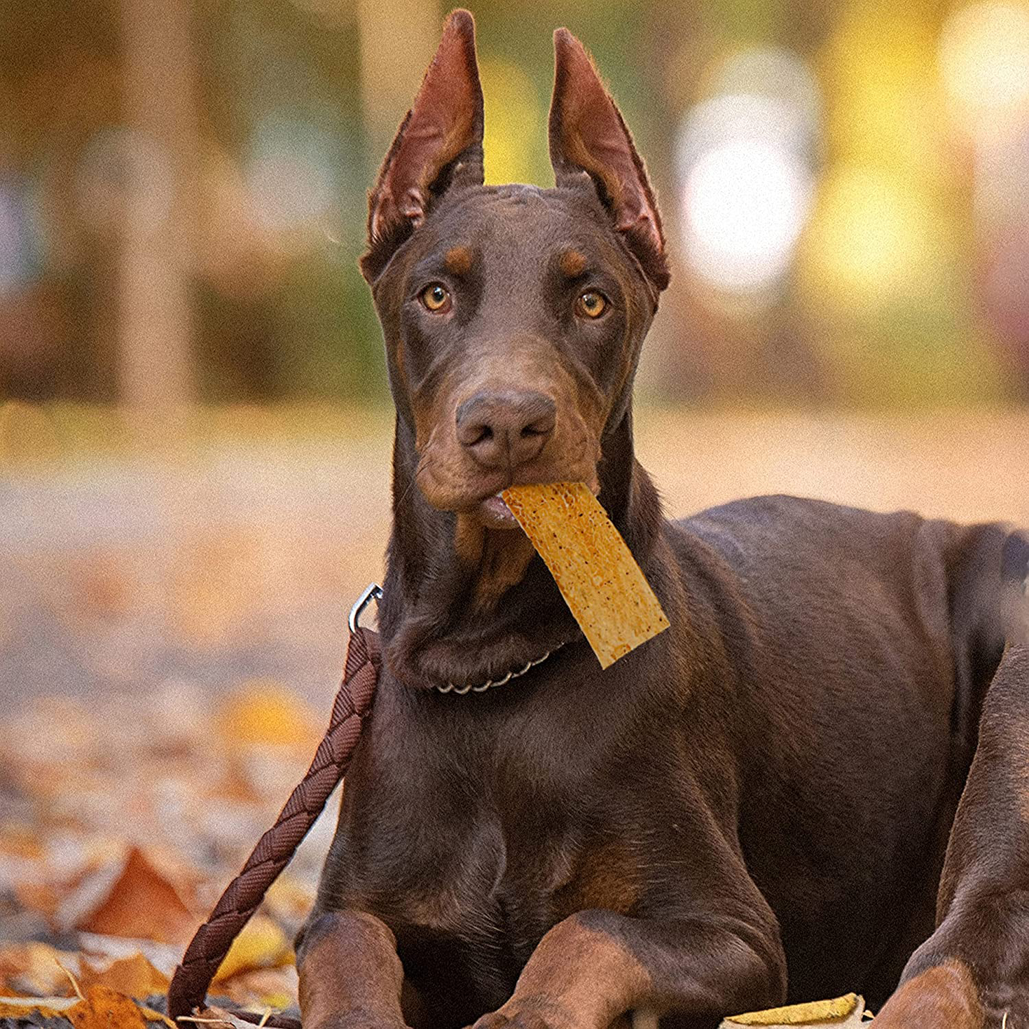 Nothin to Hide Flip Chips Dog Chews - Natural Rawhide Alternative Treats for Dogs, Chicken, Beef or Peanut Butter Flavor Snack for All Breed Dogs - 3 Pack by Fieldcrest Farms Animals & Pet Supplies > Pet Supplies > Small Animal Supplies > Small Animal Treats Fieldcrest Farms   