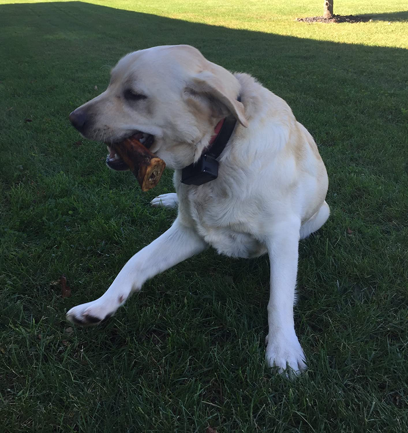 K9 Connoisseur Single Ingredient Dog Bones Made in USA for Large Breed Aggressive Chewers Natural Long Lasting Meaty Mammoth Marrow Filled Champ Bone Chew Treats Best for Dogs over 50 Pounds Animals & Pet Supplies > Pet Supplies > Small Animal Supplies > Small Animal Treats Miller Farm Goods, LLC   