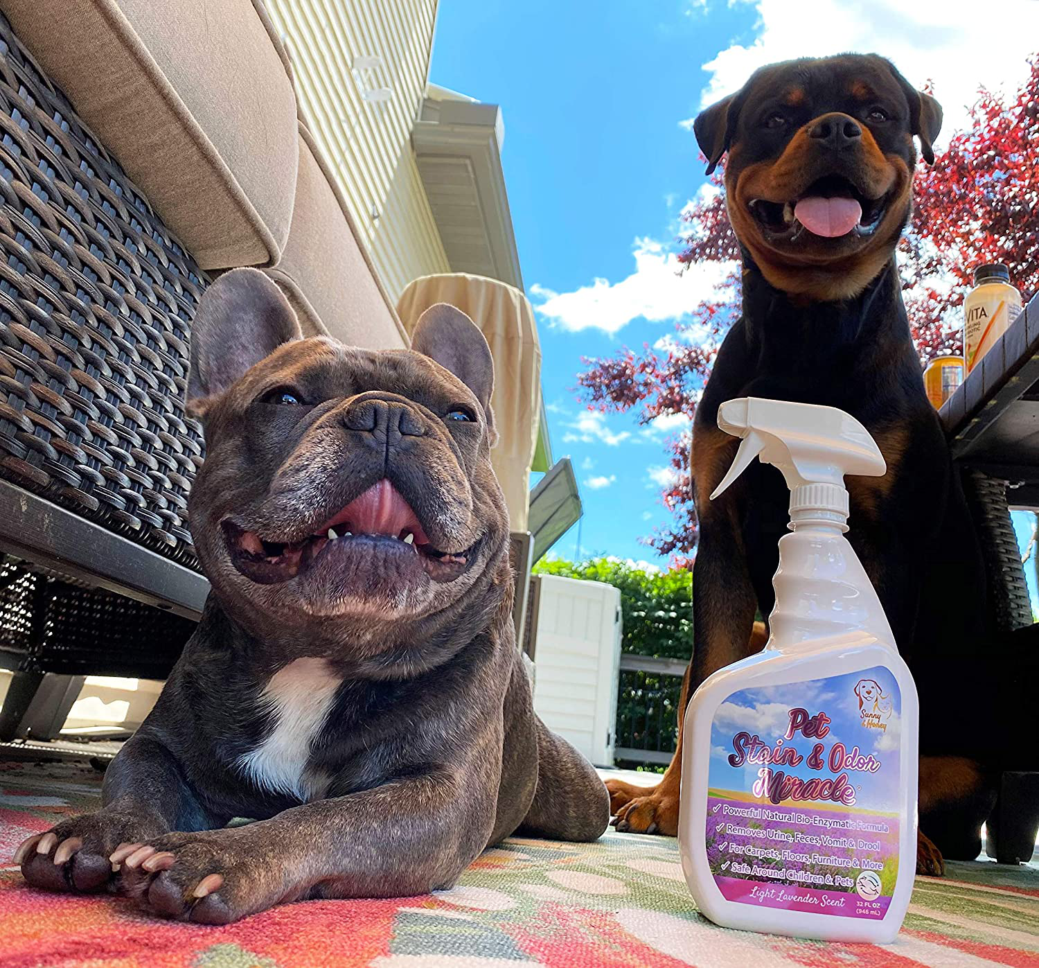 Pet Stain & Odor Miracle - Enzyme Cleaner for Dog Urine Cat Pee Feces Vomit, Enzymatic Solution Cleans Carpet Rug Car Upholstery Couch Mattress Furniture, Natural Eliminator (S/M 32FL OZ) Animals & Pet Supplies > Pet Supplies > Cat Supplies > Cat Furniture Sunny & Honey   