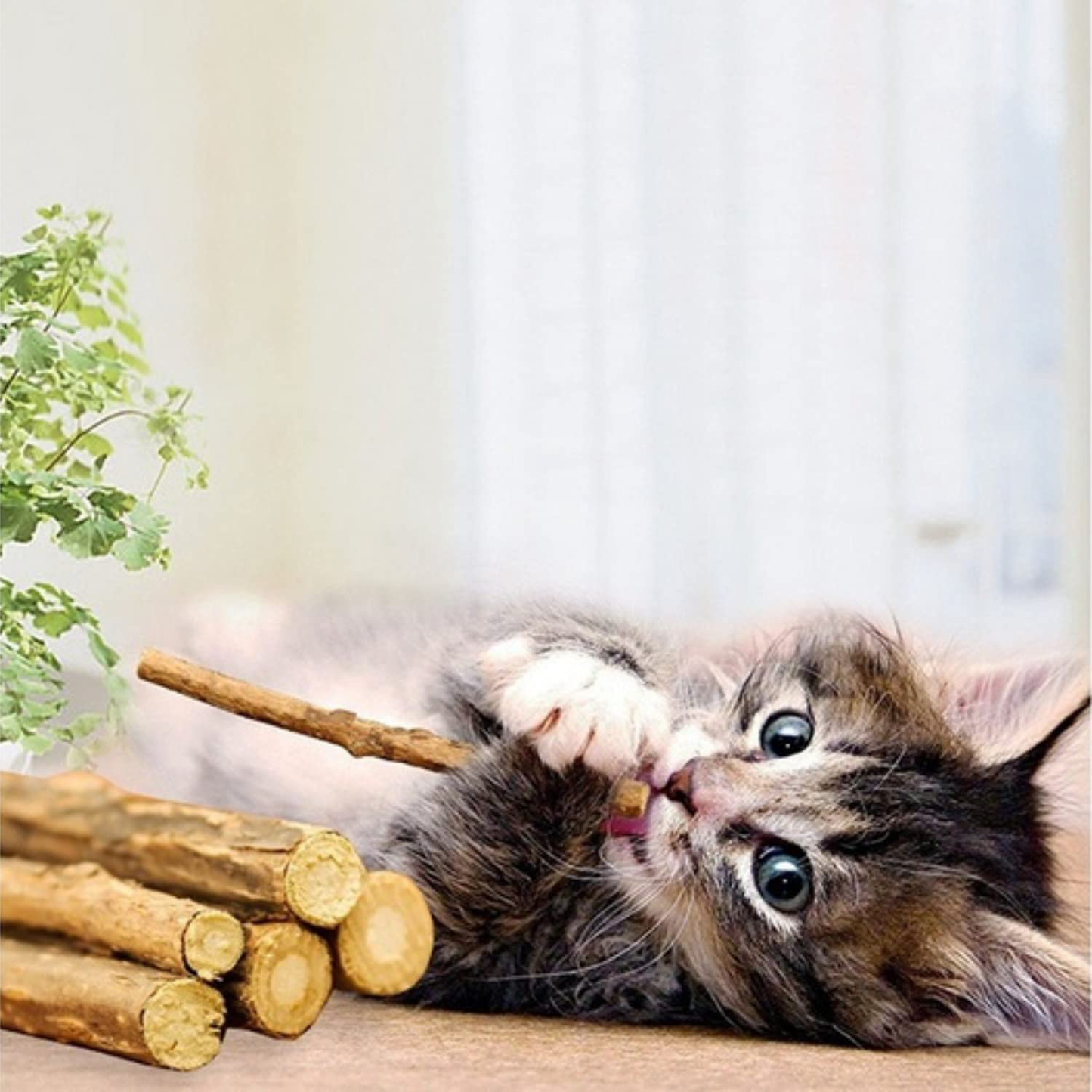 Meowijuana | King Size Silvervine Sticks Bundles | All Natural Matatabi Chew Sticks | High Potency Cat Treat | Cat Dental Health | Catnip Alternative | Feline and Cat Lover Approved Animals & Pet Supplies > Pet Supplies > Cat Supplies > Cat Treats Meowijuana   