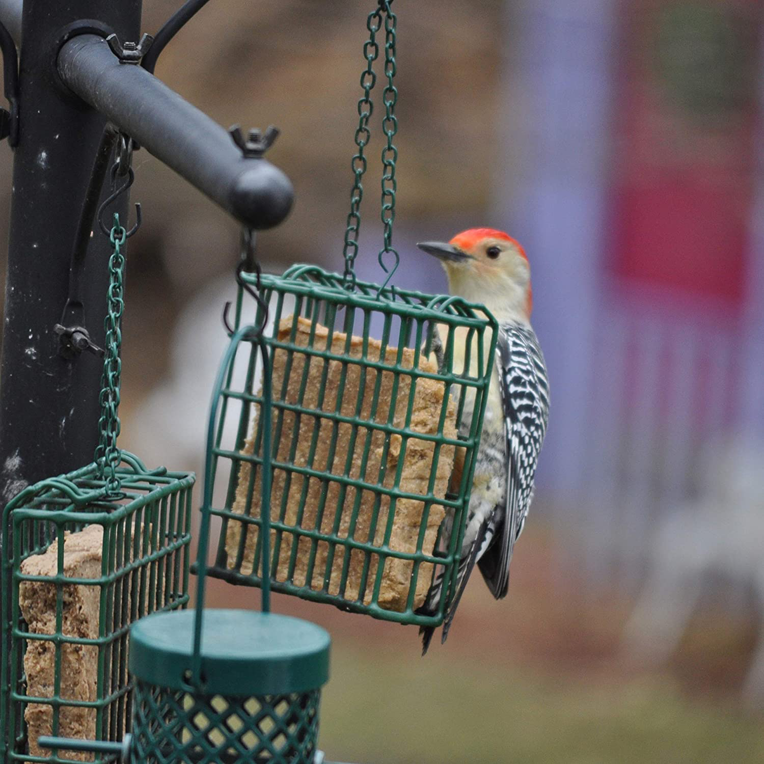 C&S No Melt Suet Dough Delights for Wild Birds, 12 Pack Animals & Pet Supplies > Pet Supplies > Bird Supplies > Bird Food C&S   