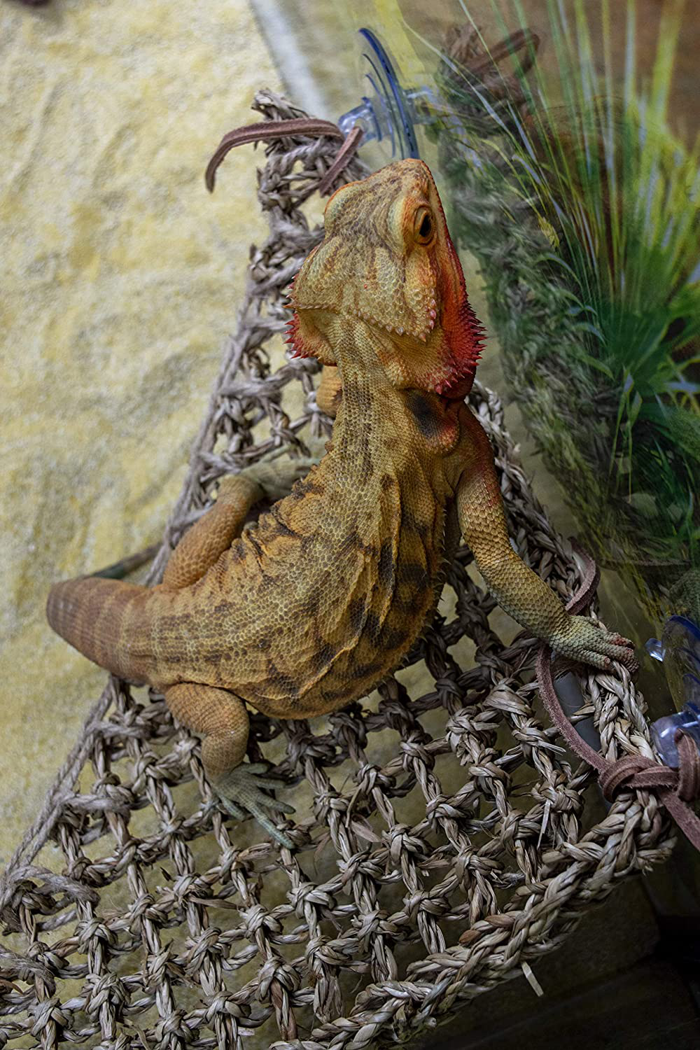 Penn-Plax Reptology Lizard Loungers – 100% Natural Seagrass Fiber – Great for Bearded Dragons, Anoles, Geckos, and Other Reptiles – 6 Sizes & Styles Available Animals & Pet Supplies > Pet Supplies > Reptile & Amphibian Supplies > Reptile & Amphibian Habitat Accessories Penn-Plax   