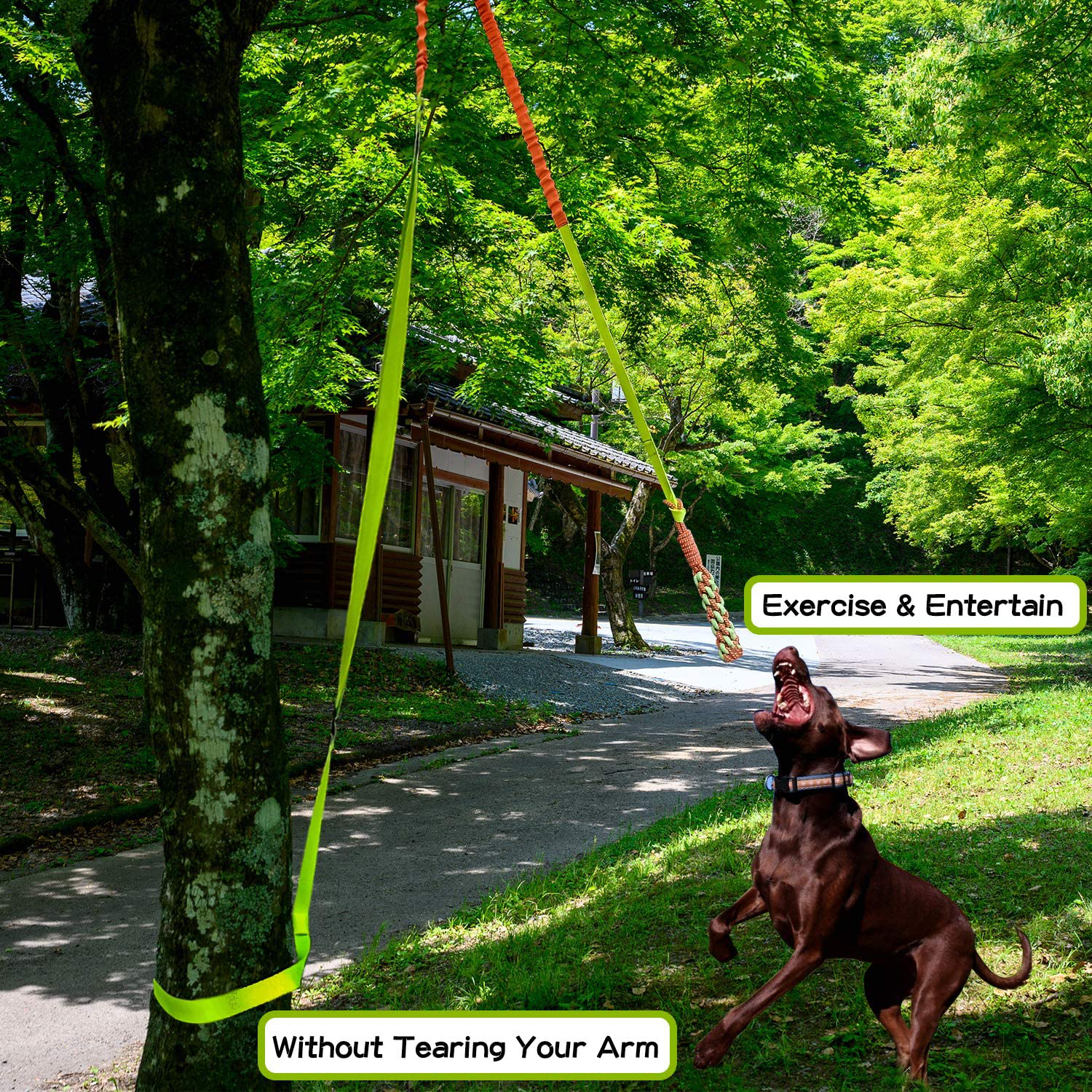 Outdoor Hanging Bungee Dog Tug Toy,Interactive Tug-Of-War Game for Pitbull & Small to Large Dogs,Durable Tugger to Exercise and Fun Solo Play with a Indestructible Rope Chew Toy Animals & Pet Supplies > Pet Supplies > Dog Supplies > Dog Toys PICK FOR LIFE   