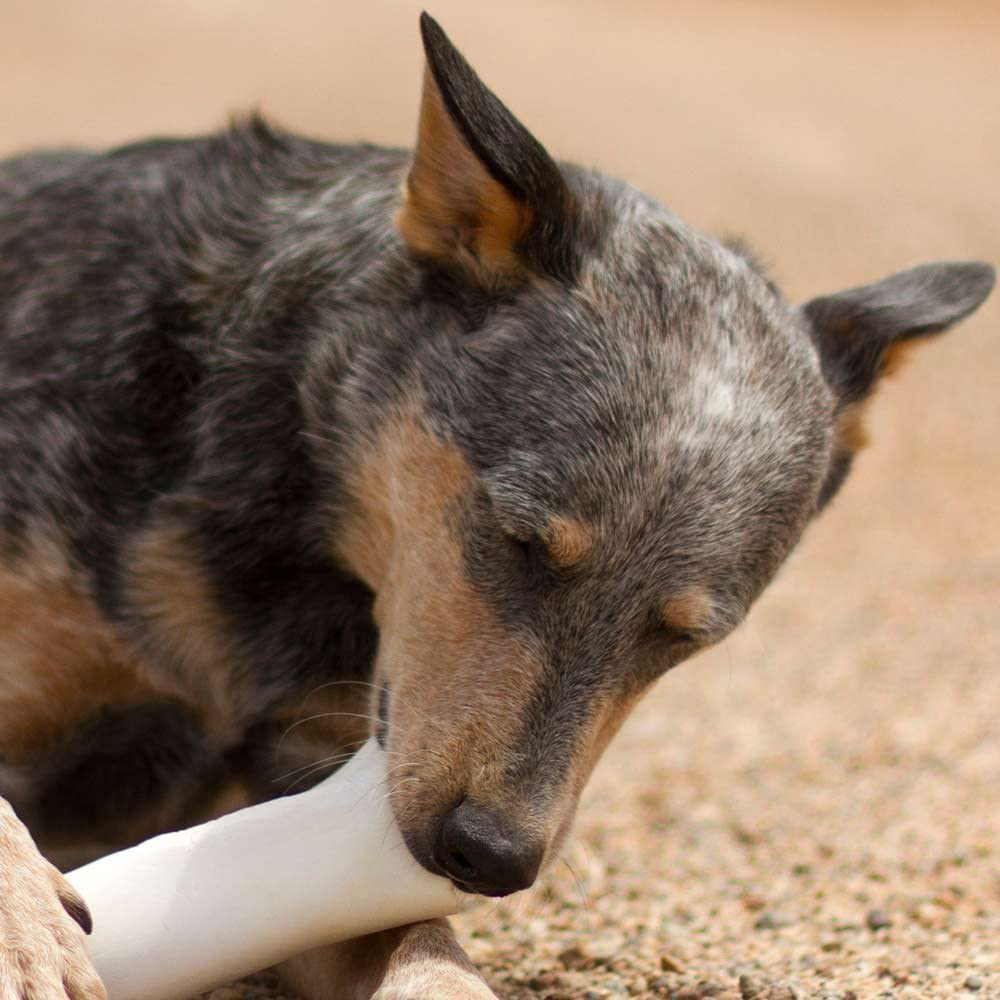 Filled Dog Bones (Flavors: Peanut Butter, Cheese, Bacon, Beef, Etc.) Made in USA Stuffed Bulk 3 to 6" Femur Dog Dental Treats & Chews, American Made Animals & Pet Supplies > Pet Supplies > Small Animal Supplies > Small Animal Treats Pawstruck   