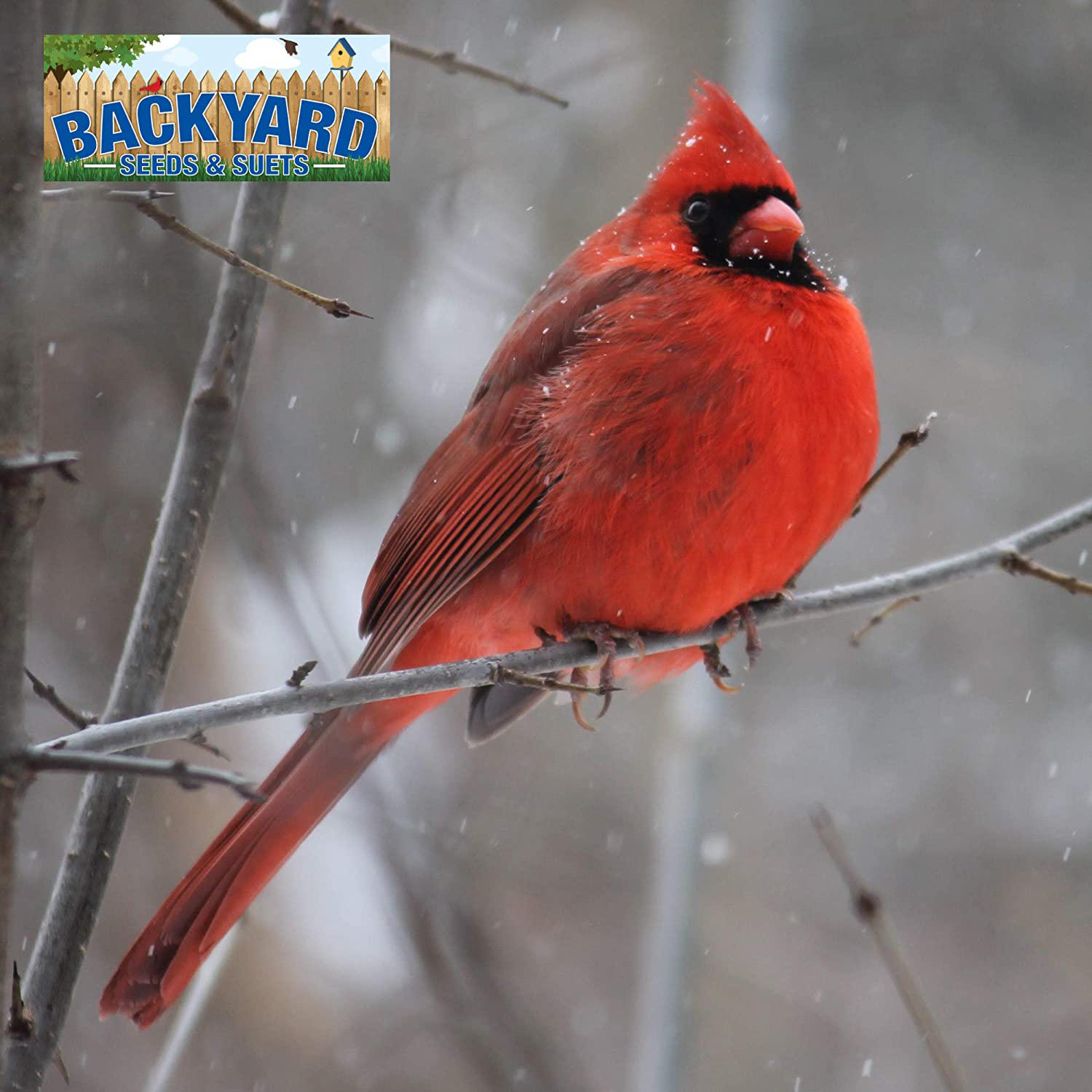 Backyard Seeds Safflower Bird Seed for Cardinals (20 Pounds) Animals & Pet Supplies > Pet Supplies > Bird Supplies > Bird Food CountryMax   