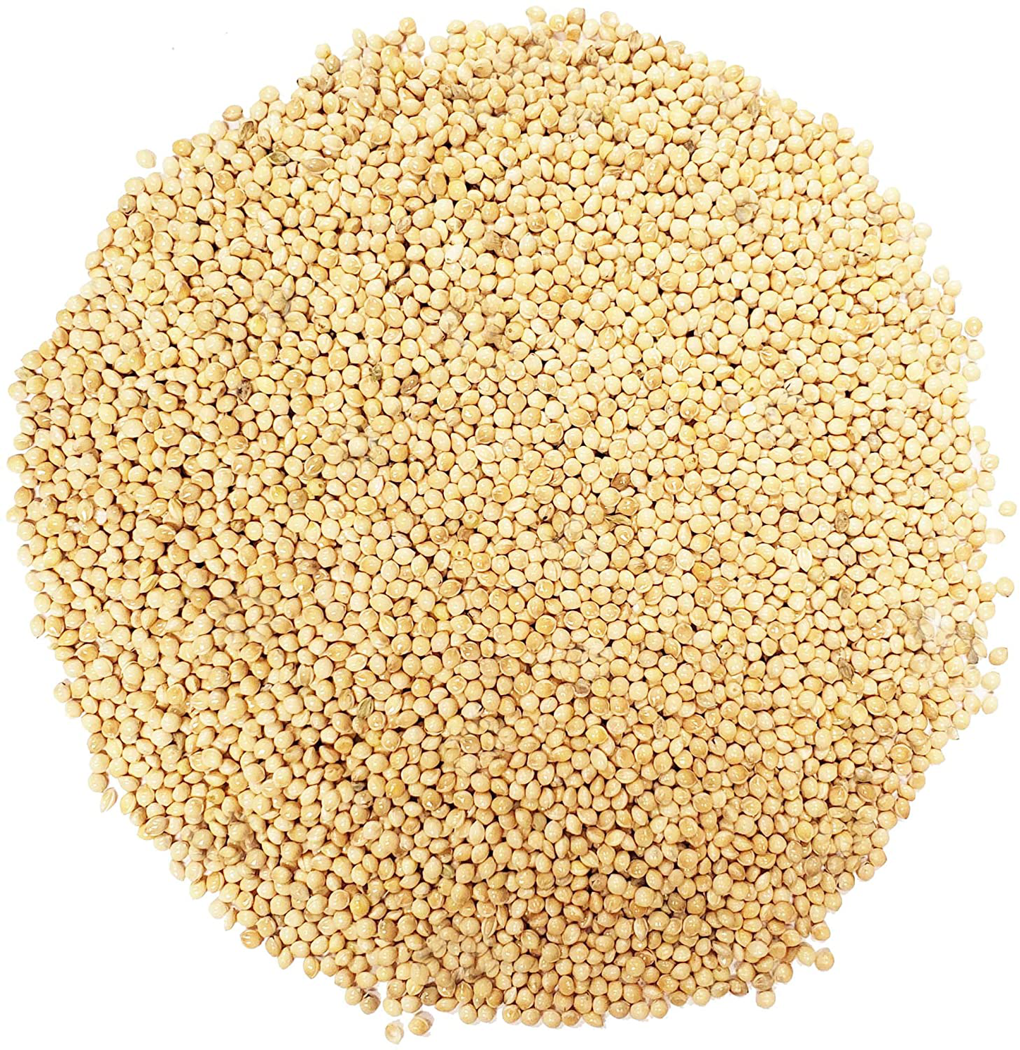 Backyard Seeds White Millet Bird Seed for Finches 8 Pounds Animals & Pet Supplies > Pet Supplies > Bird Supplies > Bird Food CountryMax   