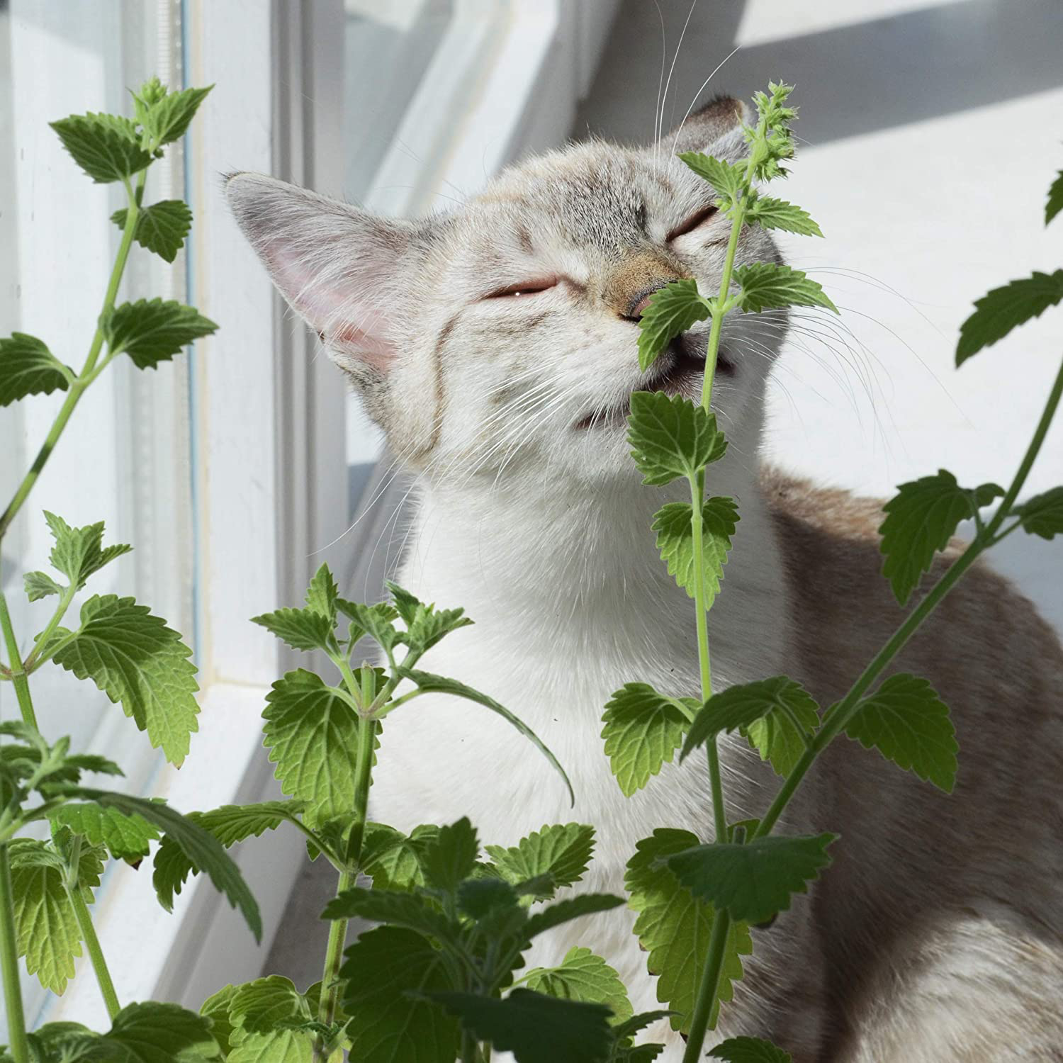 Herbe à chat de qualité supérieure pour jouets pour chats en vente