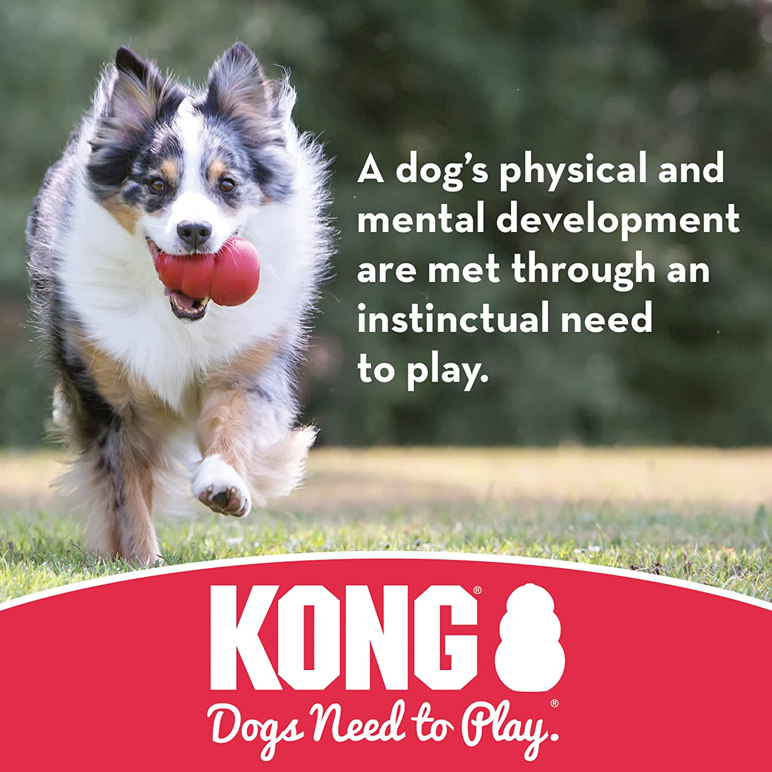 KONG - Ball with Rope - Durable Rubber, Fetch and Chew Toy - for Small Dogs Animals & Pet Supplies > Pet Supplies > Dog Supplies > Dog Toys KONG   