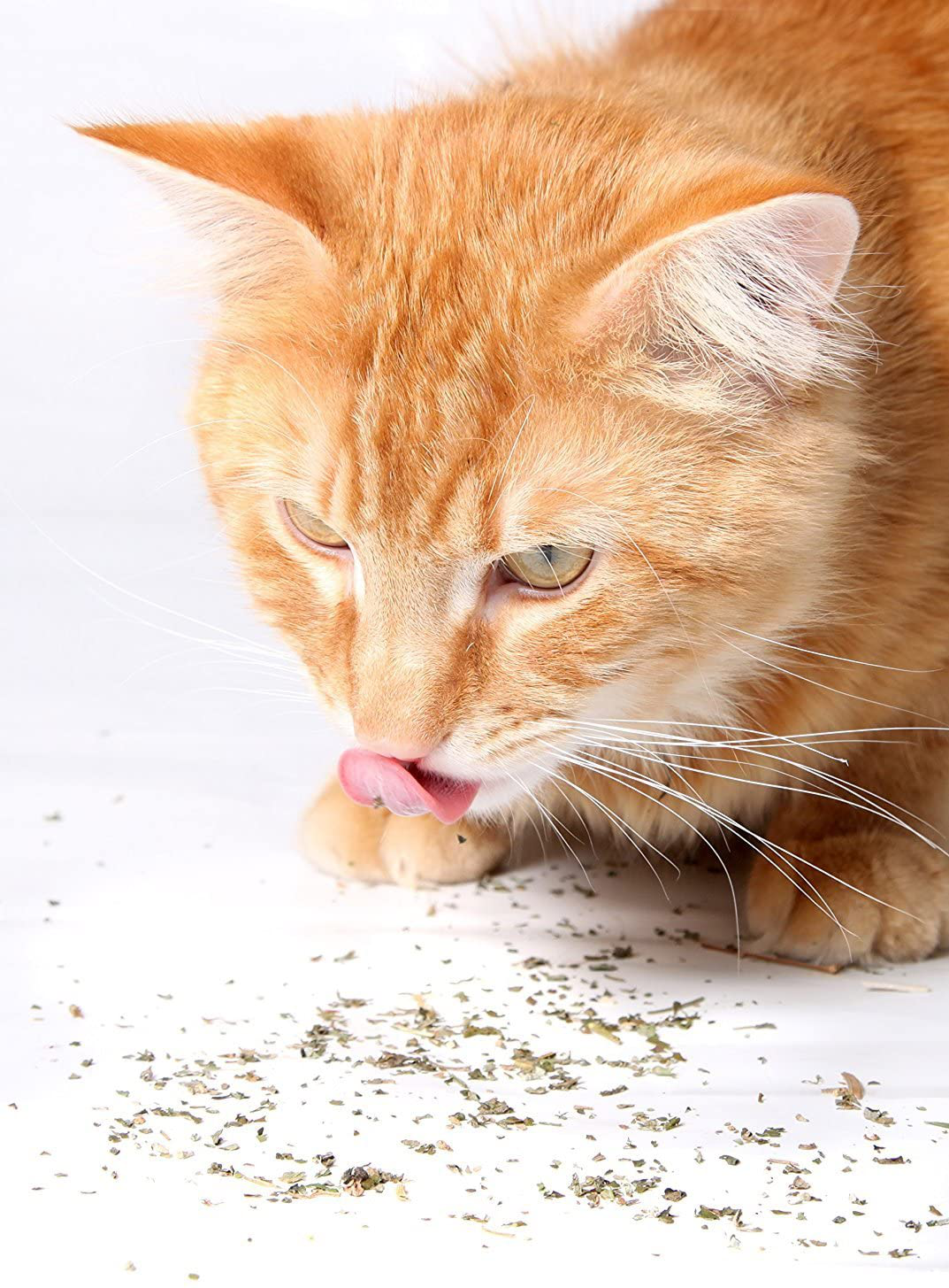 Purple Haze Catnip, Premium Blend Safe for Cats, Infused with Maximum Potency Your Kitty Is Sure to Go Crazy For Animals & Pet Supplies > Pet Supplies > Cat Supplies > Cat Treats Purple Haze   