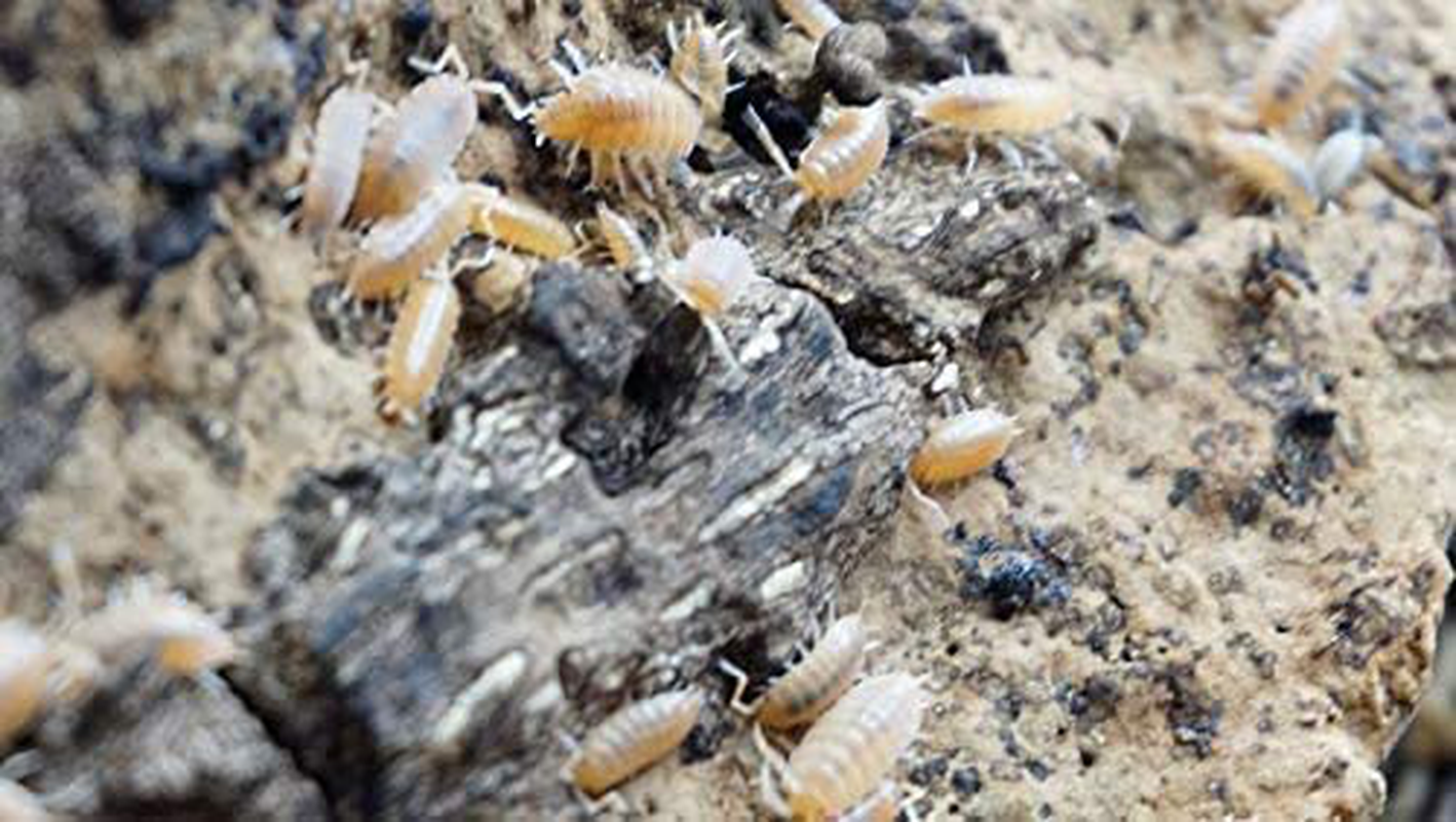 Powder Orange Live Isopods Porcellio Pruinosus Cleanup Crew Roly Poly for Insect Terrarium Reptile Pet Food Animals & Pet Supplies > Pet Supplies > Reptile & Amphibian Supplies > Reptile & Amphibian Food BugzyBugs   