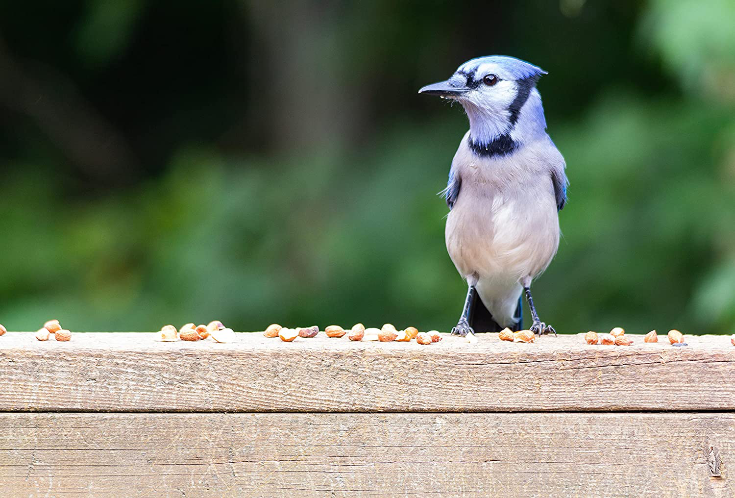 Lightbrown Premium Cleaned & Roasted Peanuts for Birds and Wildlife. No Mess Wholesome Nuts. the Best Bird Seed for Wild Birds! Animals & Pet Supplies > Pet Supplies > Bird Supplies > Bird Food Lightbrown LLC   