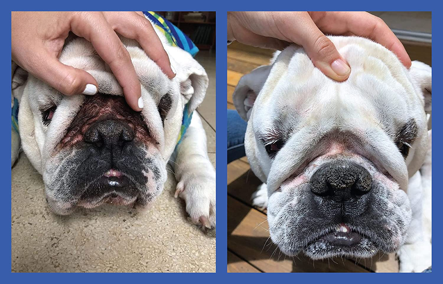 Squishface Wrinkle Paste - Bulldog, French Bulldog, Pug, English Bulldog – Cleans Wrinkles, Tear Stain, Tail Pockets, and Paws – Anti-Itch Tear Stain Remover & Bulldog Wrinkle Cream, 2 Oz. Animals & Pet Supplies > Pet Supplies > Small Animal Supplies > Small Animal Treats Squishface   