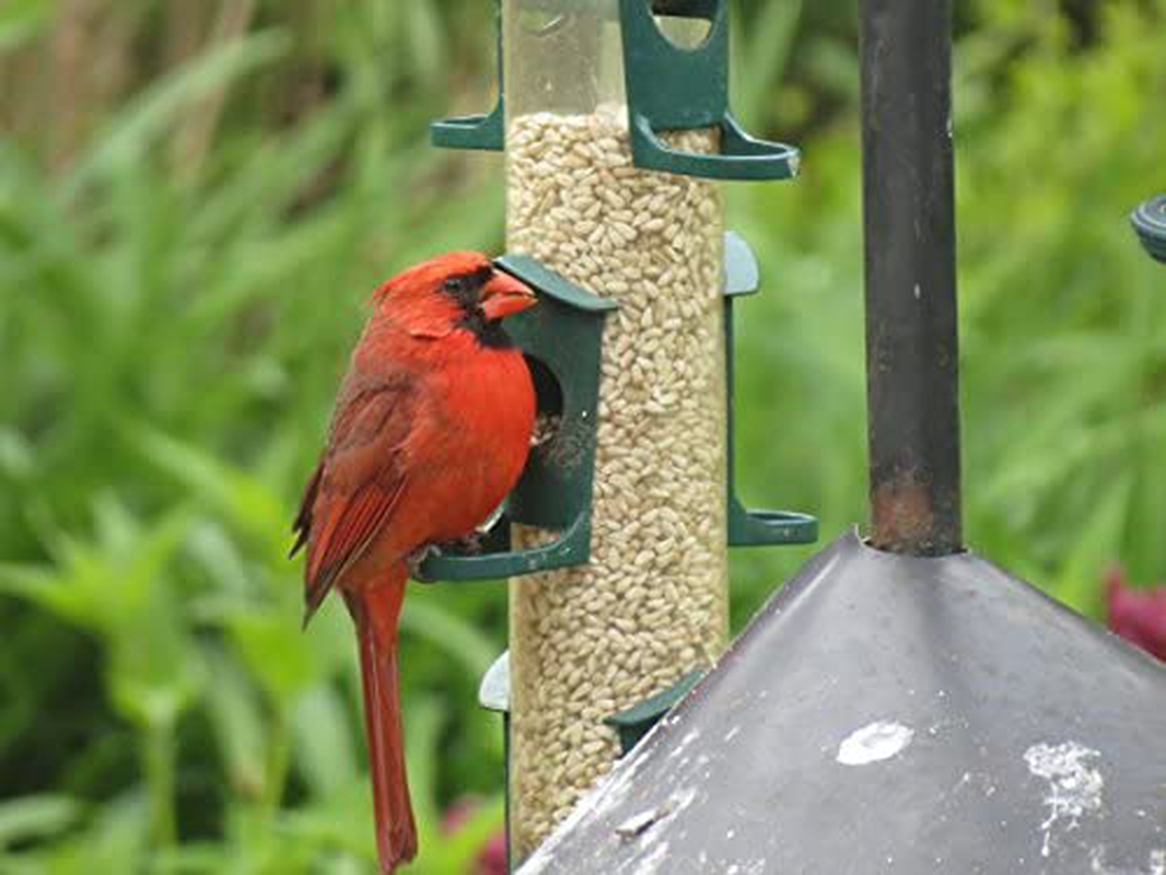 Backyard Seeds Safflower Bird Seed for Cardinals (10 Pounds) Animals & Pet Supplies > Pet Supplies > Bird Supplies > Bird Food CountryMax   