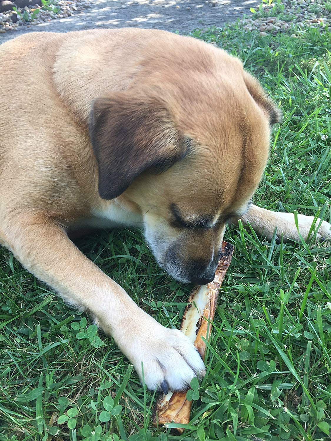 K9 Connoisseur Single Ingredient Dog Bones Made in USA from Grass Fed Cattle 8 to 10 Inch Long All Natural Meaty Rib Marrow Filled Bone Chew Treat Best for Medium Breed Dogs Best Upto 50 Pounds Animals & Pet Supplies > Pet Supplies > Small Animal Supplies > Small Animal Treats K9 Connoisseur   