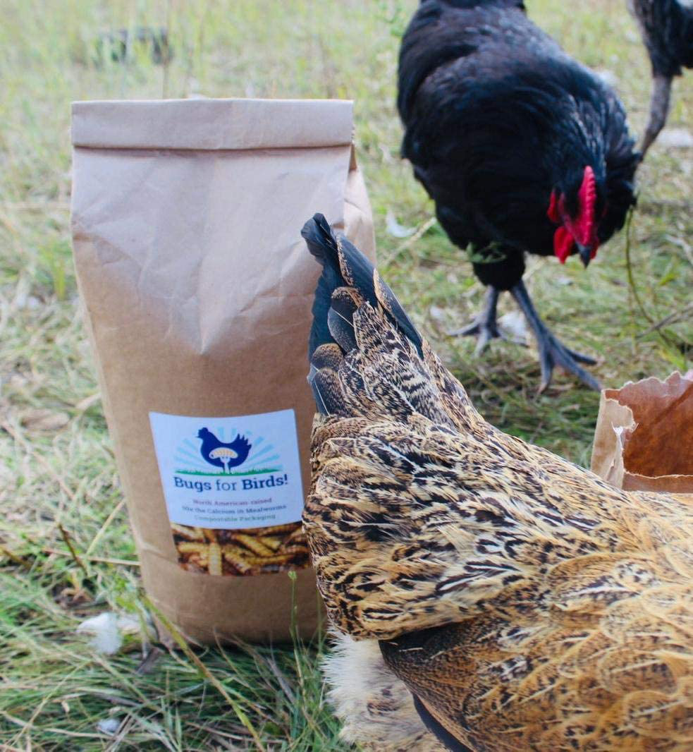 NORTH AMERICAN-RAISED Bugs for Birds! Better than Mealworms - Dried BSF Larvae - Natural Chicken Feed Supplement / Wild Bird Treats - for Healthy Eggs and Feathers!