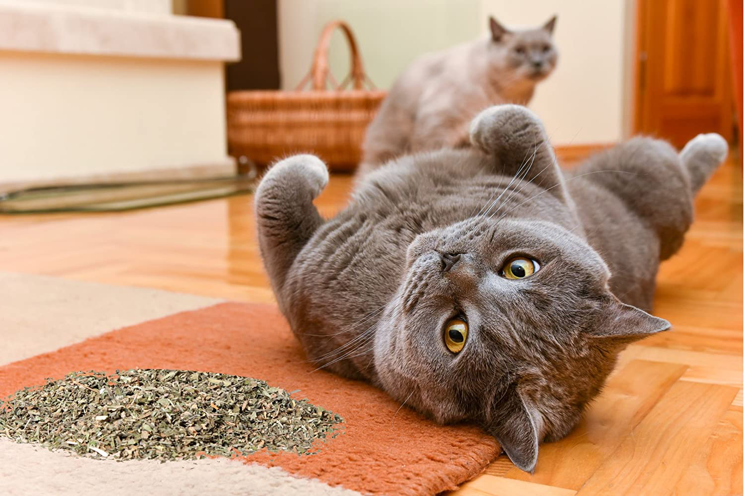 Purple Haze Catnip, Premium Blend Safe for Cats, Infused with Maximum Potency Your Kitty Is Sure to Go Crazy For Animals & Pet Supplies > Pet Supplies > Cat Supplies > Cat Treats Purple Haze   