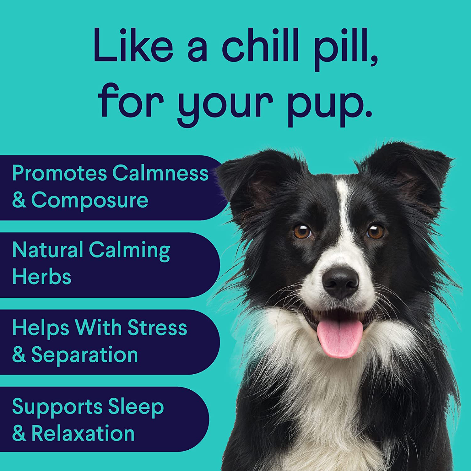 Finn Calming Chews for Dogs - Natural Calming Treats with Melatonin to Help with Stress, Separation Anxiety & Sleep - Vet Recommended & Made in the USA Animals & Pet Supplies > Pet Supplies > Small Animal Supplies > Small Animal Treats Finn   