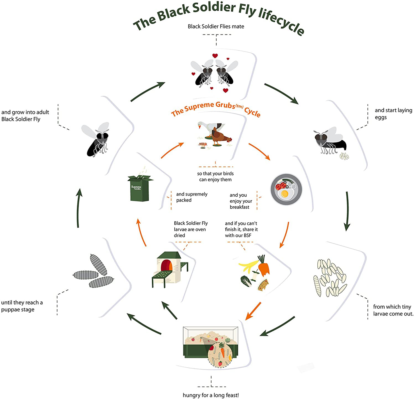 Supreme Grubs -Natural Black Soldier Fly Larvae for Chickens, 85X More Calcium than Mealworms-High Protein Grub Food Chicken Treats for Hens, Probiotic-Rich Chicken Feed and Calcium-Dense Bird Animals & Pet Supplies > Pet Supplies > Bird Supplies > Bird Treats Supreme Grubs   