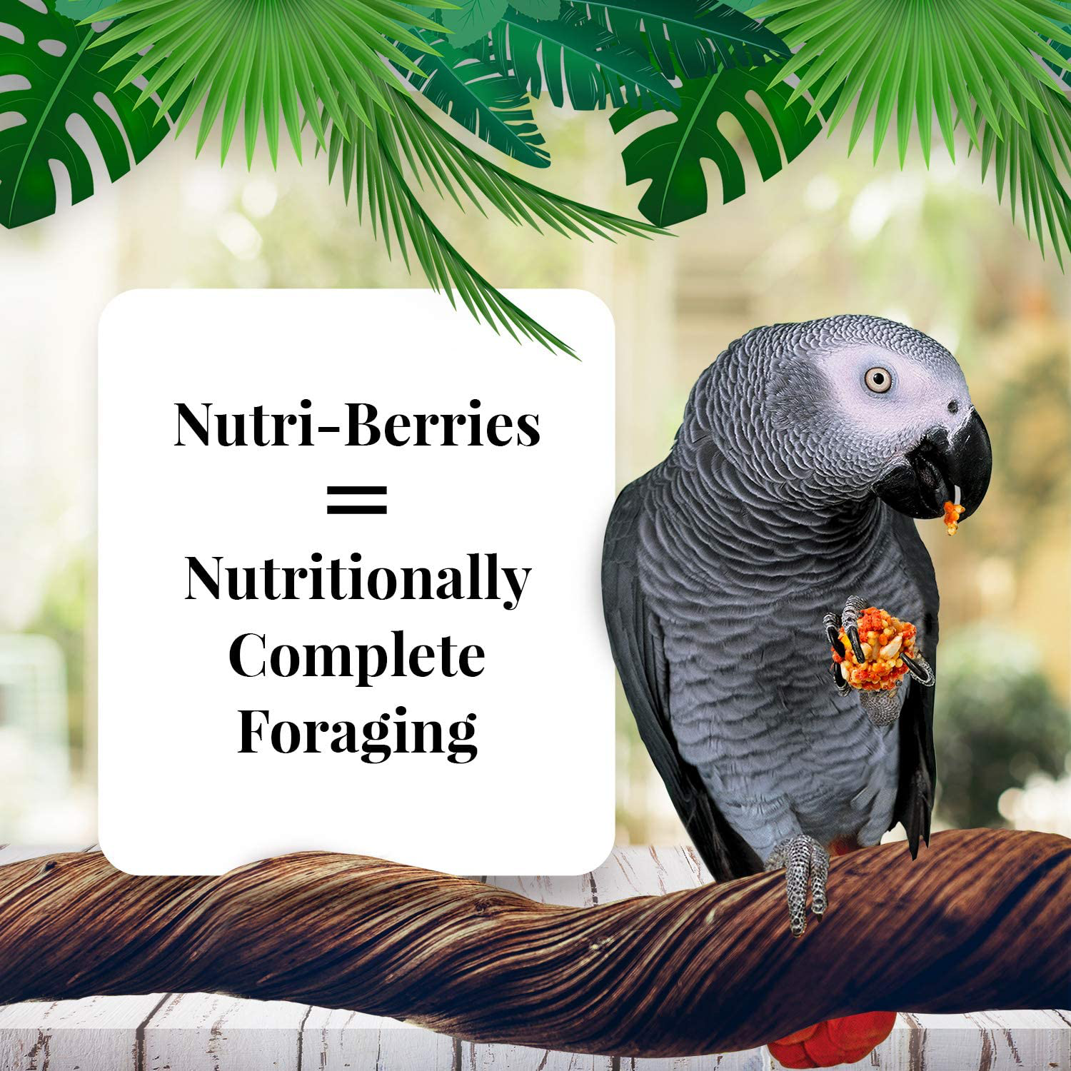 LAFEBER'S Gourmet Nutri-Berries Pet Bird Food Variety Sampler Bundles, Made with Non-Gmo and Human-Grade Ingredients, for Parrots, 10 Oz. Each (4 Pk Bundle) Animals & Pet Supplies > Pet Supplies > Bird Supplies > Bird Food LAFEBER'S   