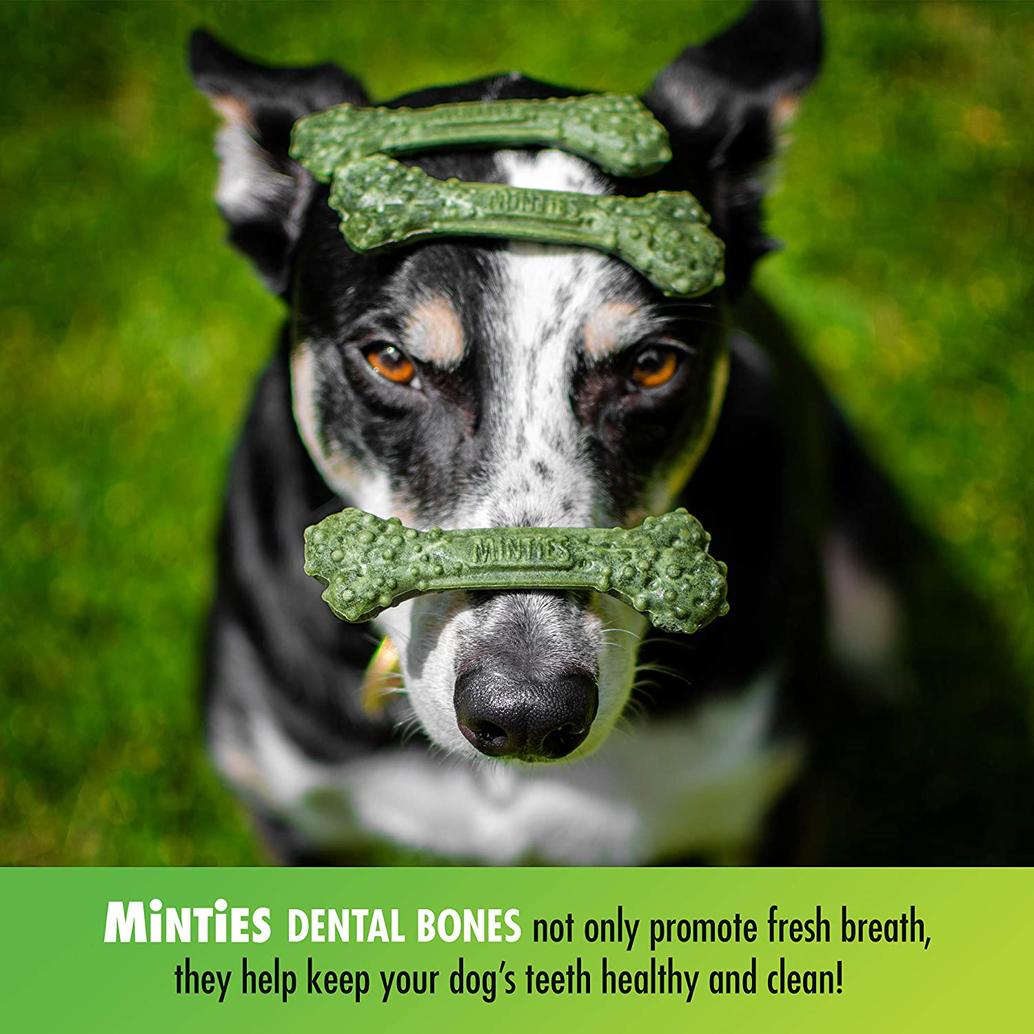Minties Vetiq Dog Dental Bone Treats, Dental Chews for Dogs, (Perfect for Tiny/Small Dogs under 40 Lbs)