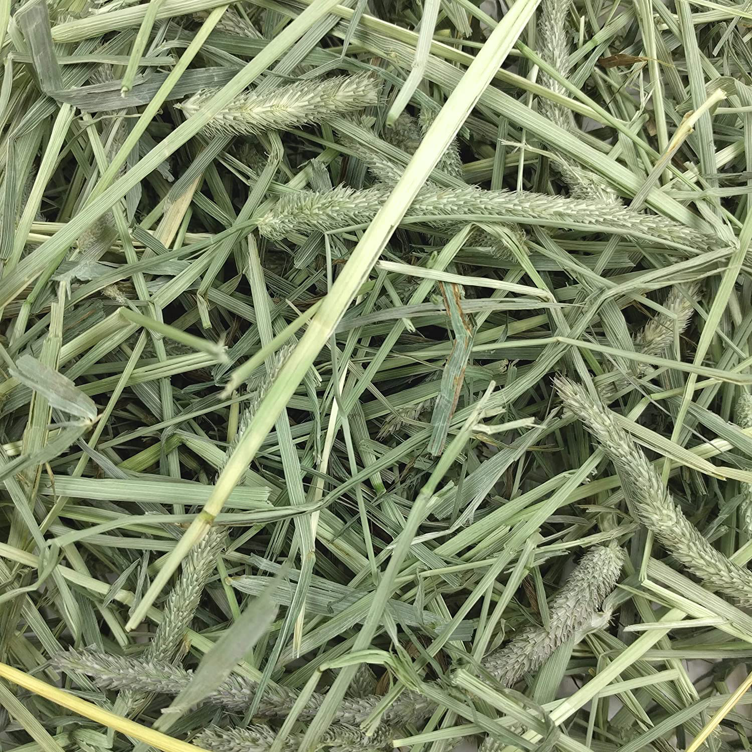 Oxbow Animal Health Western Timothy Hay - All Natural Hay for Rabbits, Guinea Pigs, Chinchillas, Hamsters & Gerbils Bulk Size Animals & Pet Supplies > Pet Supplies > Small Animal Supplies > Small Animal Food Oxbow   