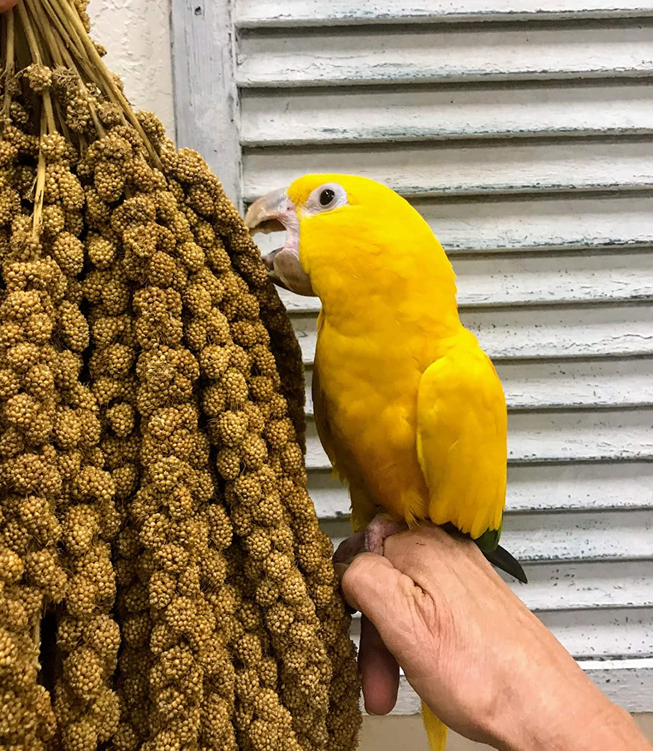 Nemeth Farms Worlds Freshest Spray Millet the Original Bird Treat and Supplement Non-Gmo for All Pet Birds Parakeets, Cockatiels, Lovebirds and Finches Animals & Pet Supplies > Pet Supplies > Bird Supplies > Bird Treats Nemeth Farms   