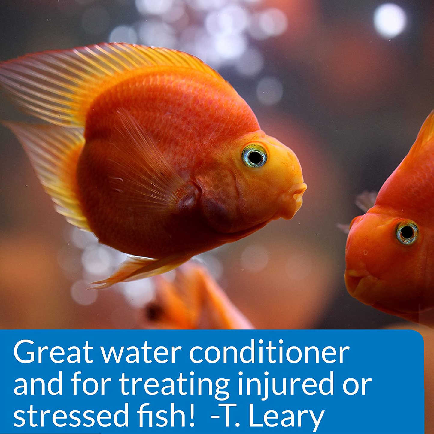 API Stress Coat Water Conditioner, Makes Tap Water Safe, Replaces Fish'S Protective Coat Damaged by Handling or Fish Fighting, Use When Adding or Changing Water, Adding Fish and When Fish Are Injured Animals & Pet Supplies > Pet Supplies > Fish Supplies > Aquarium Cleaning Supplies API   