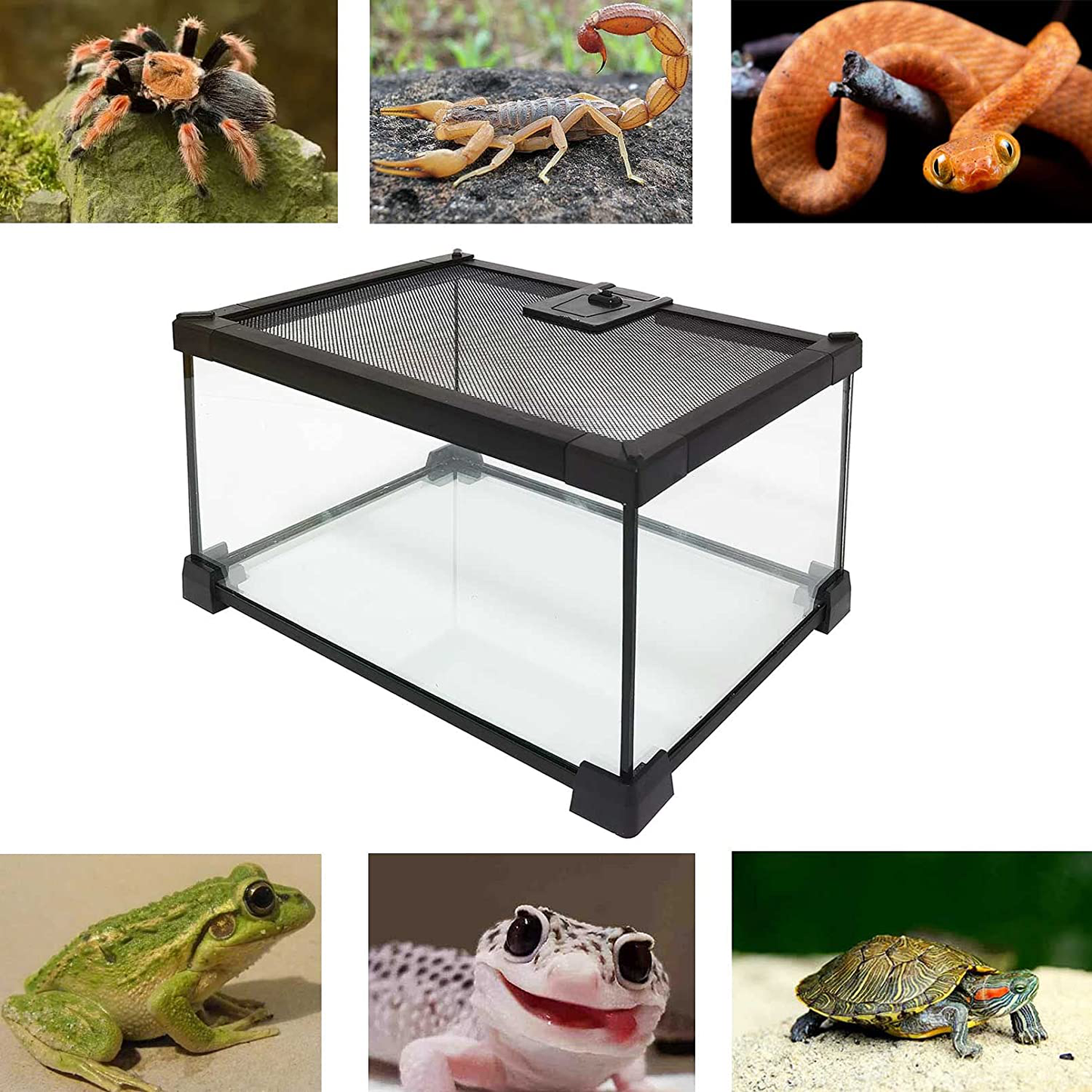 Kathson Mini Reptile Glass Terrarium Tank 12"X8"X6" Amphibians Habitat Cage Full View Visually Appealing Sliding Screen Top for Bearded Dragons Lizards Geckos Hermit Crab Frog