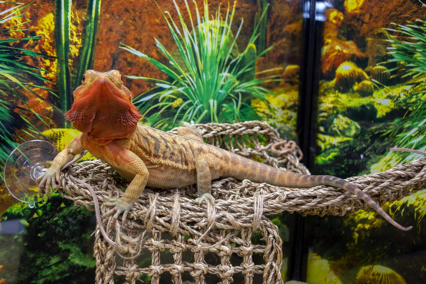 Penn-Plax Reptology Lizard Loungers – 100% Natural Seagrass Fiber – Great for Bearded Dragons, Anoles, Geckos, and Other Reptiles – 6 Sizes & Styles Available Animals & Pet Supplies > Pet Supplies > Reptile & Amphibian Supplies > Reptile & Amphibian Substrates Penn Plax, INC.   