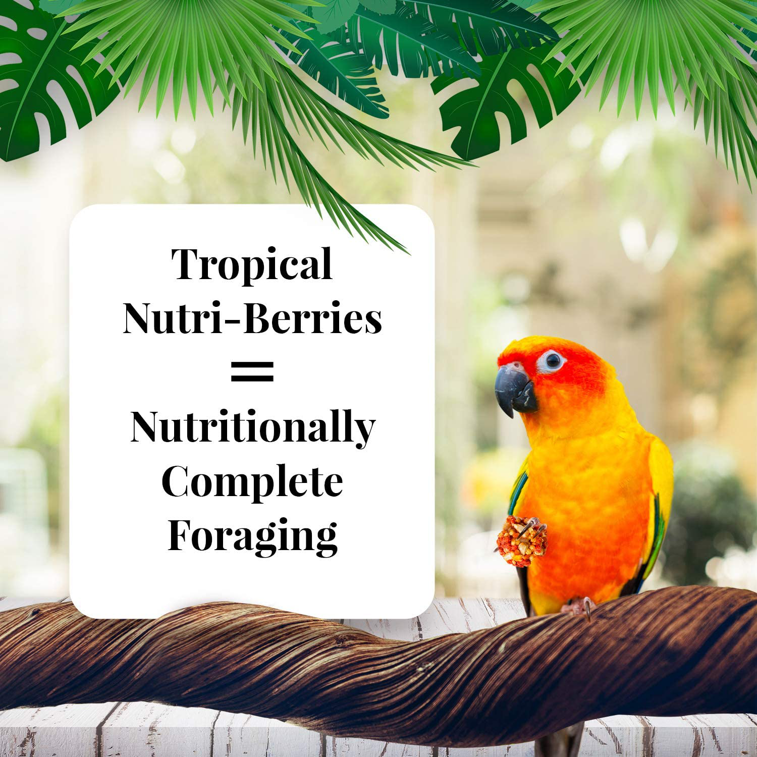 Lafeber Tropical Fruit Nutri-Berries Conure Food, Made with Non-Gmo and Human-Grade Ingredients, for Conures, 10 Oz Animals & Pet Supplies > Pet Supplies > Bird Supplies > Bird Treats LAFEBER'S   