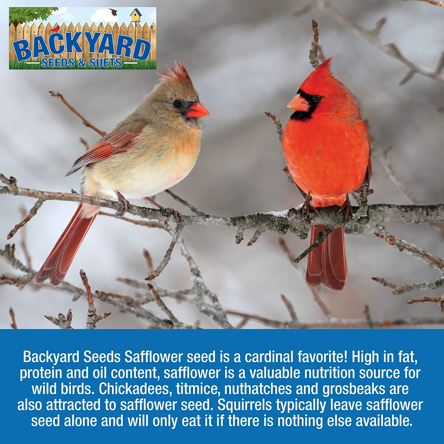 Backyard Seeds Safflower Bird Seed for Cardinals (20 Pounds) Animals & Pet Supplies > Pet Supplies > Bird Supplies > Bird Food CountryMax   