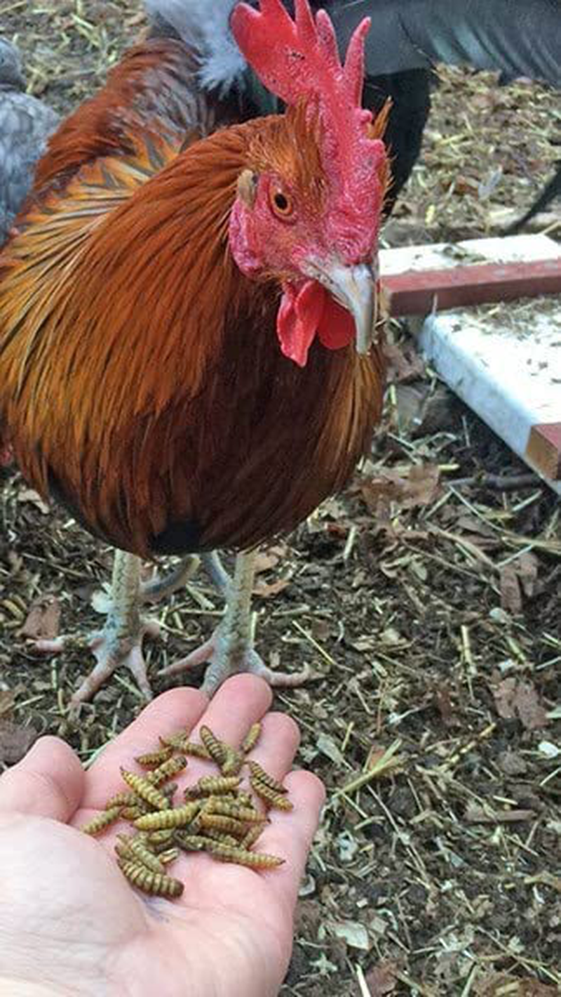 Scratch and Peck Feeds Cluckin' Good Grubs for Chickens - Natural Protein and Calcium Supplement Feed - Dried Black Soldier Fly Larvae Bird Treats