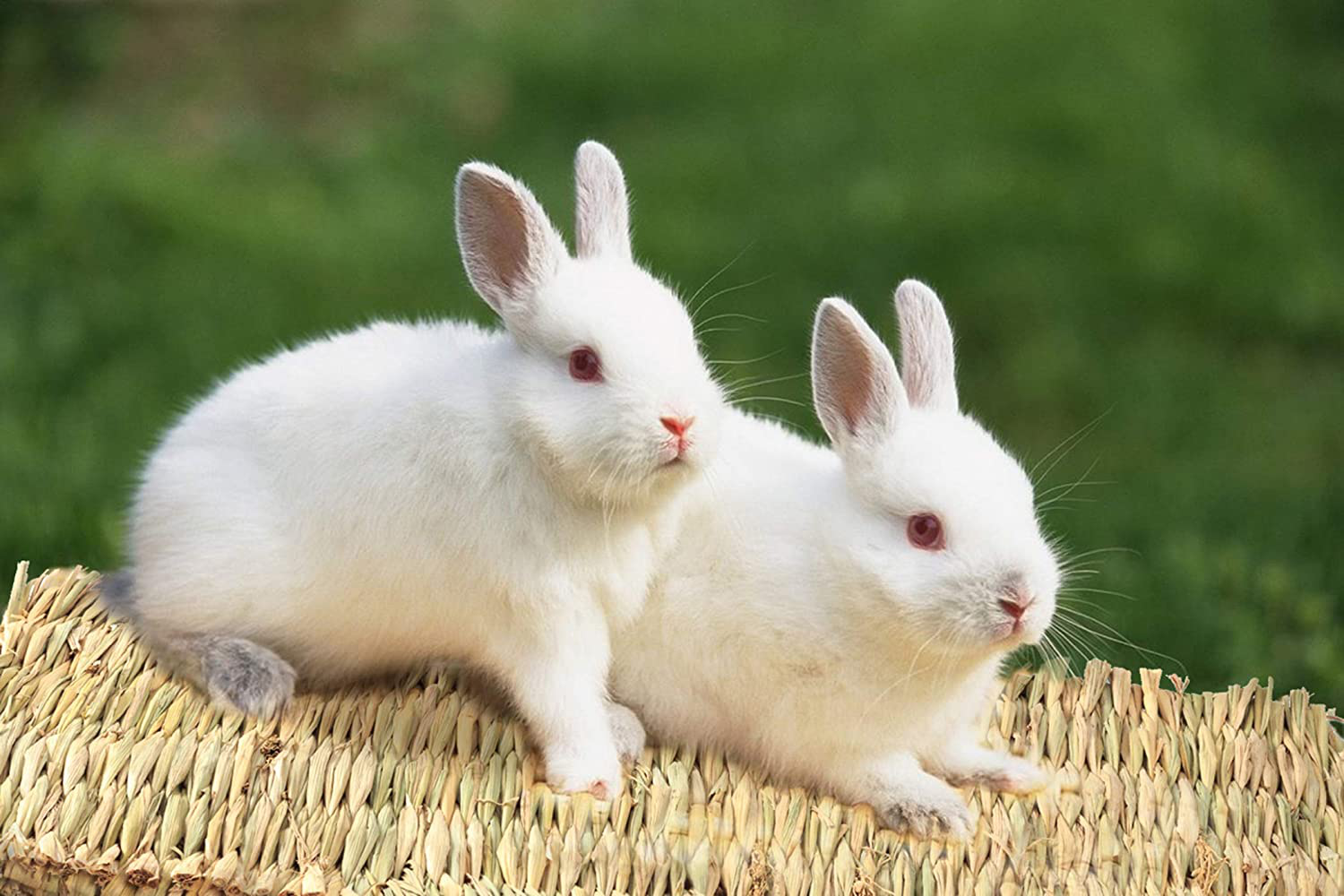 SWSTINLING 3 Pack Rabbit Bunny Mat, Natural Straw Woven Grass Bed Mat Chew Toy Bed for Small Animal like Guinea Pig Parrot Rabbit Bunny Hamster Animals & Pet Supplies > Pet Supplies > Small Animal Supplies > Small Animal Bedding SWSTINLING   