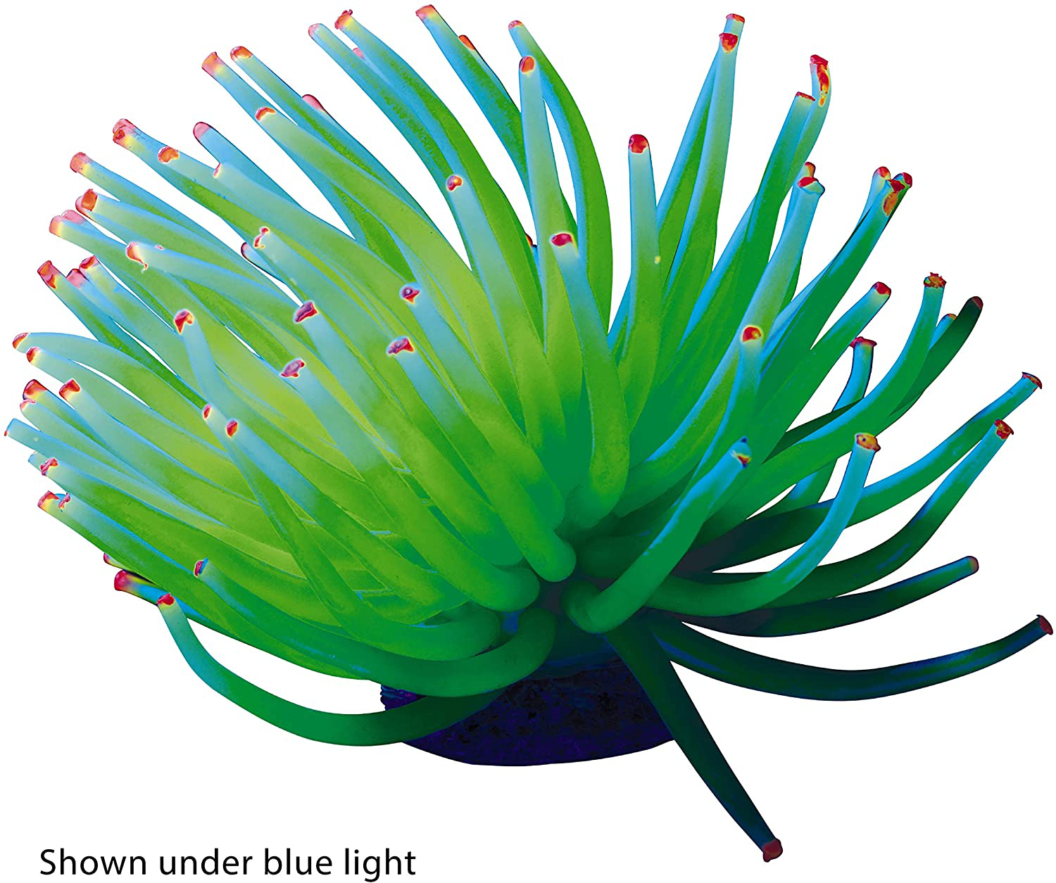 Glofish Detailed Aquarium Ornaments, Creates a Glowing Effect Animals & Pet Supplies > Pet Supplies > Fish Supplies > Aquarium Decor GloFish   