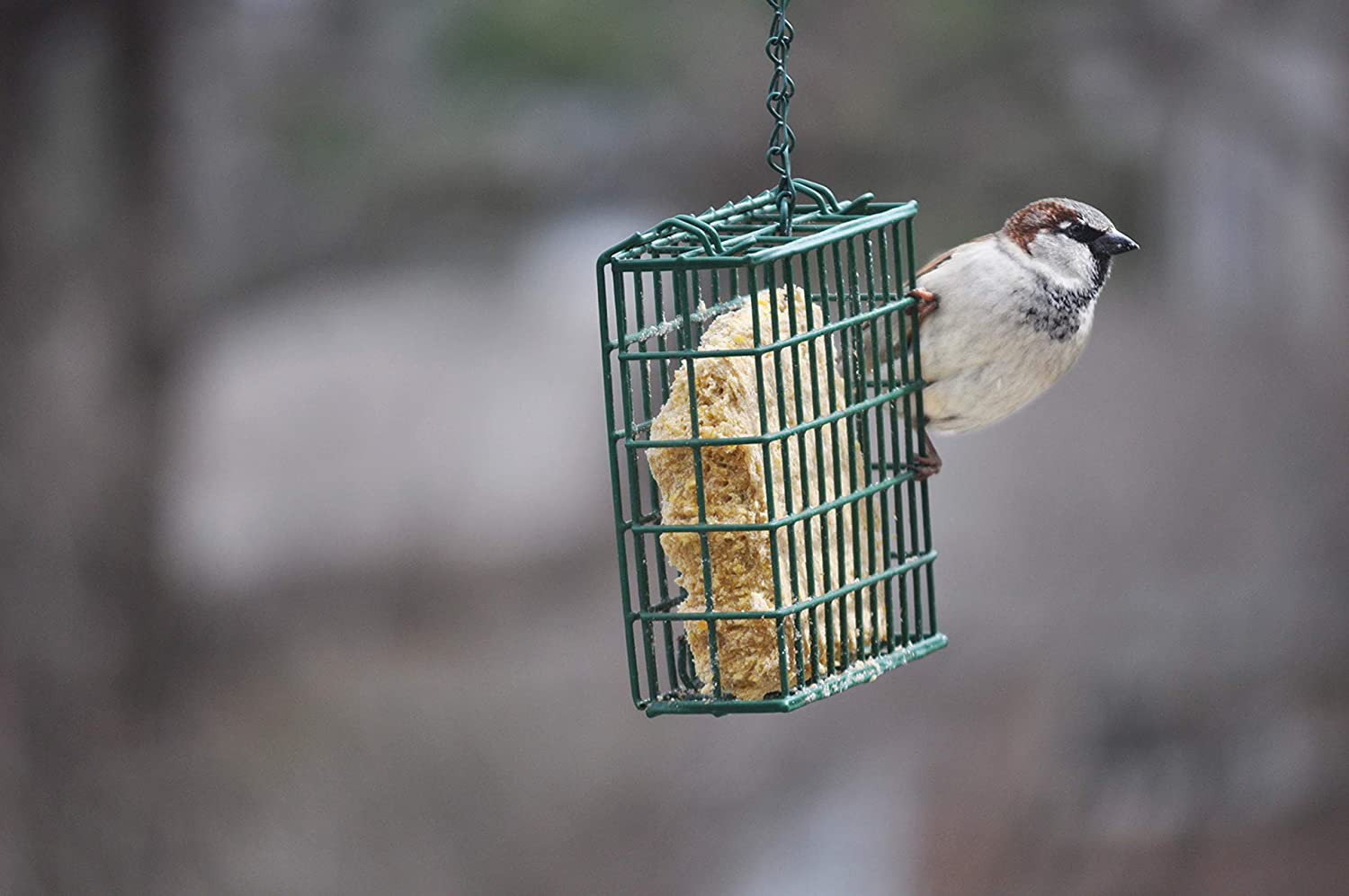 C&S No Melt Suet Dough Delights for Wild Birds, 12 Pack Animals & Pet Supplies > Pet Supplies > Bird Supplies > Bird Treats C&S   