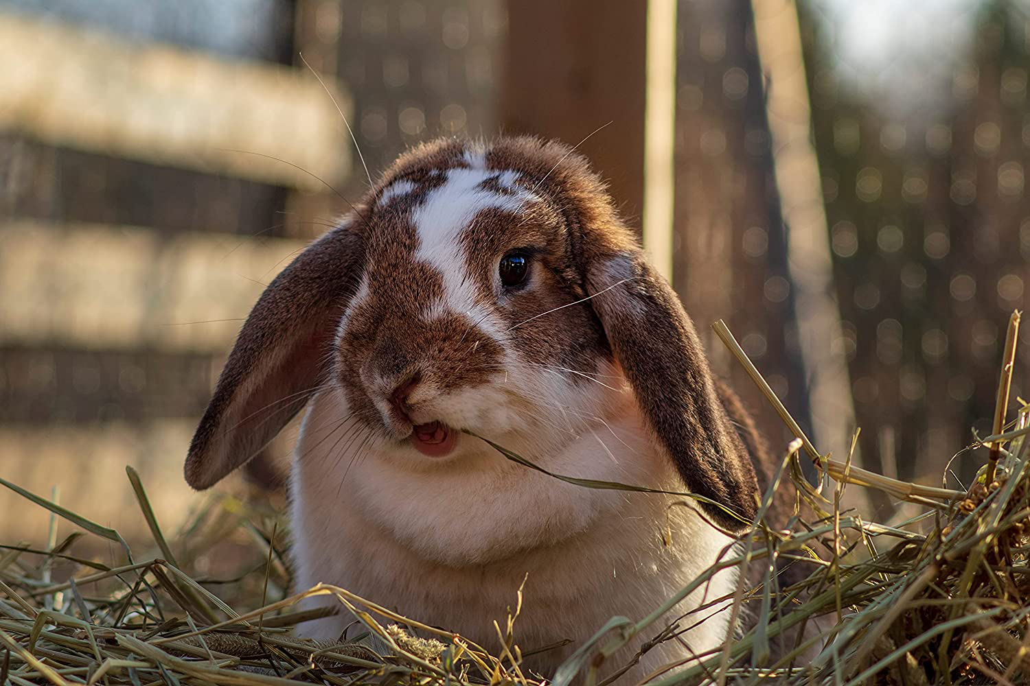 Blue Mountain Hay Organic Bedding Straw for Guinea Pigs, Chinchillas, Rabbits, Hamsters, Chickens, Stray and Feral Cats, Chicken Coops and Small Pet Shelters. Delivered Fresh from the Farm Animals & Pet Supplies > Pet Supplies > Small Animal Supplies > Small Animal Bedding Blue Mountain Hay   