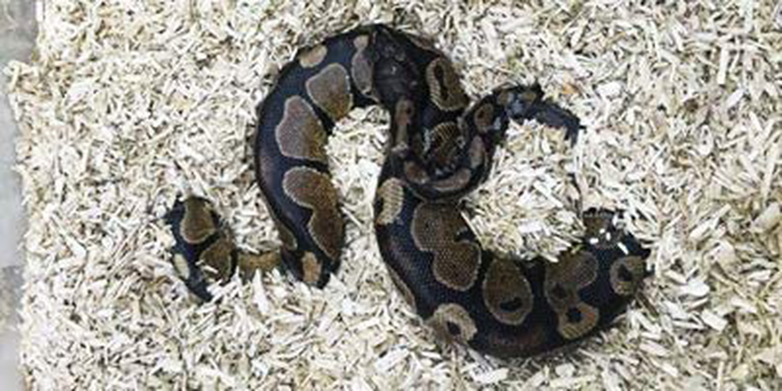Hemp bedding for snakes best sale