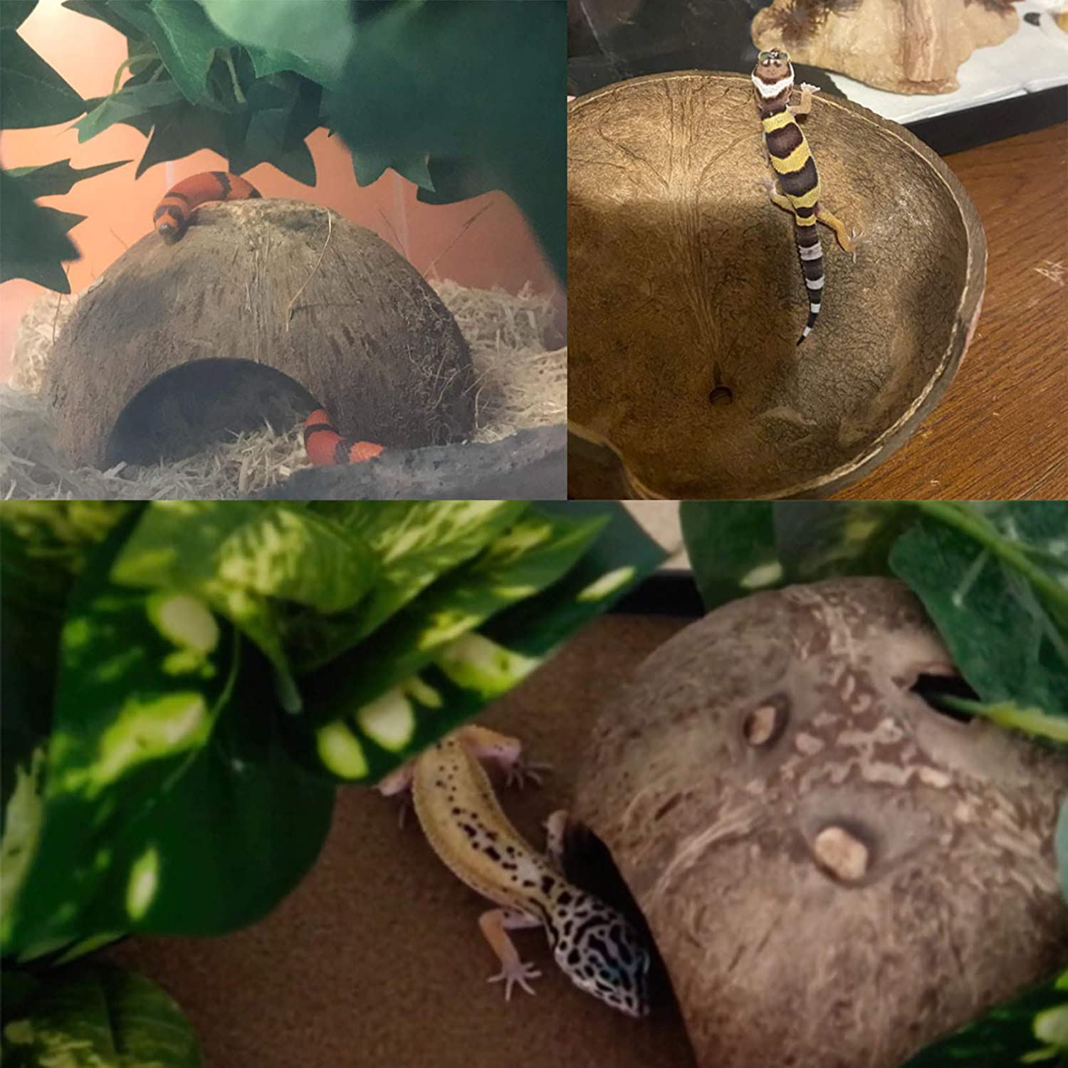 Hamiledyi Reptile Coconut Shell Hideout 5 Pack Lizard Coco Hut Durable Cave Habitat Jungle Climber Vines Flexible Plants Gecko Tank Accessories Decor for Chameleons Spiders Snakes Climbing Toys Animals & Pet Supplies > Pet Supplies > Reptile & Amphibian Supplies > Reptile & Amphibian Habitat Accessories Hamiledyi   