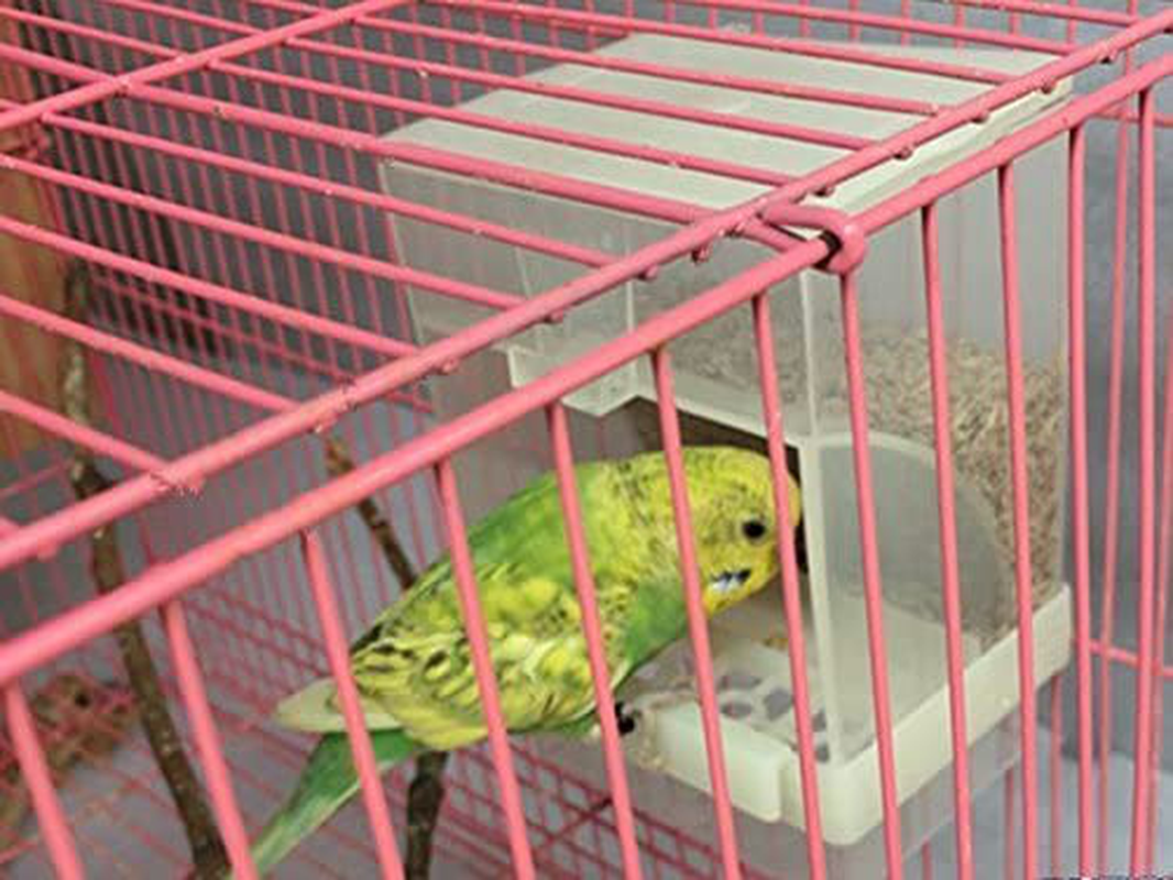 Hypeety Automatic Bird Feeder No Mess Pet Feeder Seed Food Container Perch Cage Accessories for Budgerigar Canary Cockatiel Finch Parakeet Animals & Pet Supplies > Pet Supplies > Bird Supplies > Bird Cage Accessories Hypeety   
